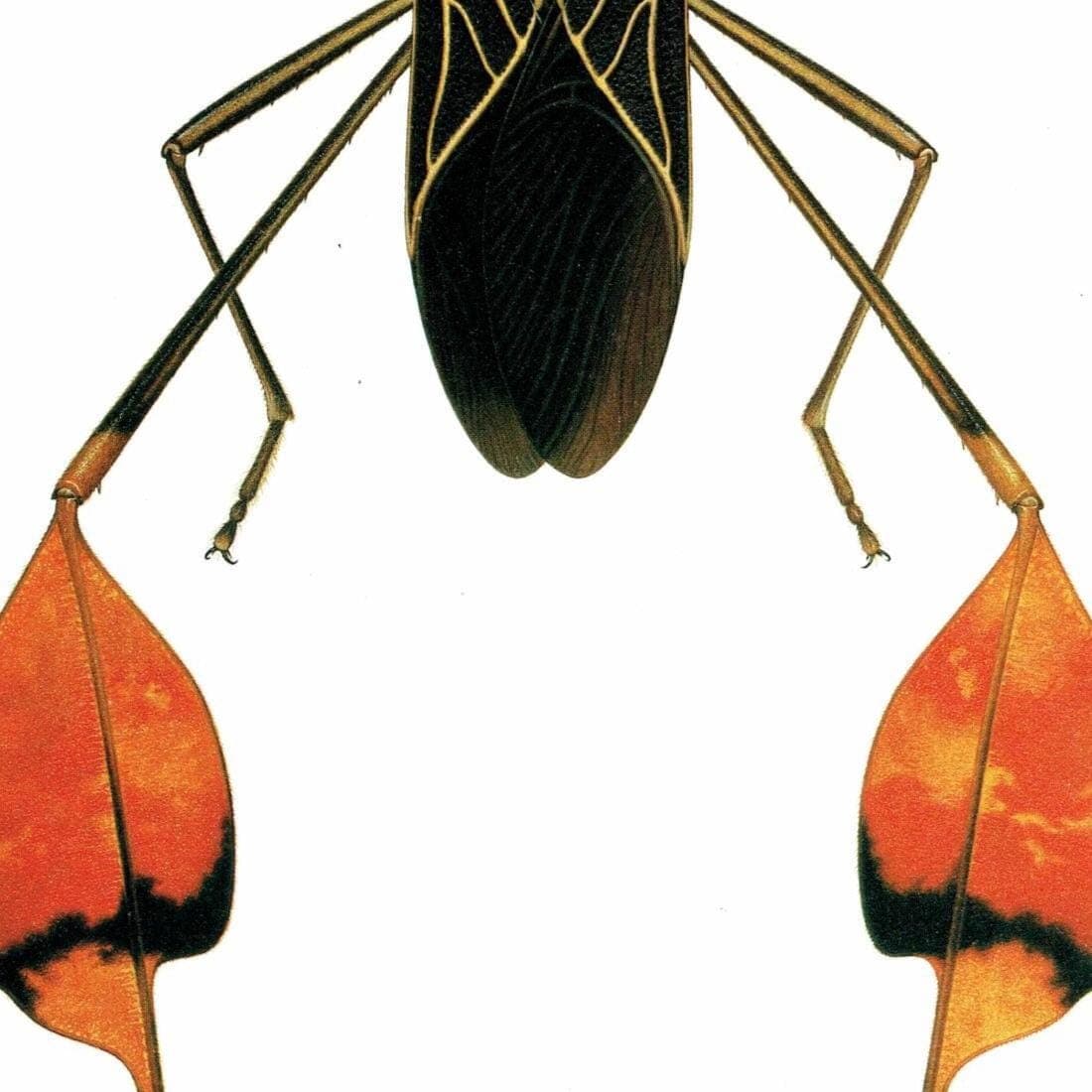 1986 Leaf-Footed Bug Anisoscelis Flavolineata Print - Durin Bernard Scientific Illustration - Blanchard Entomology - 11 x 13 in - Image 5