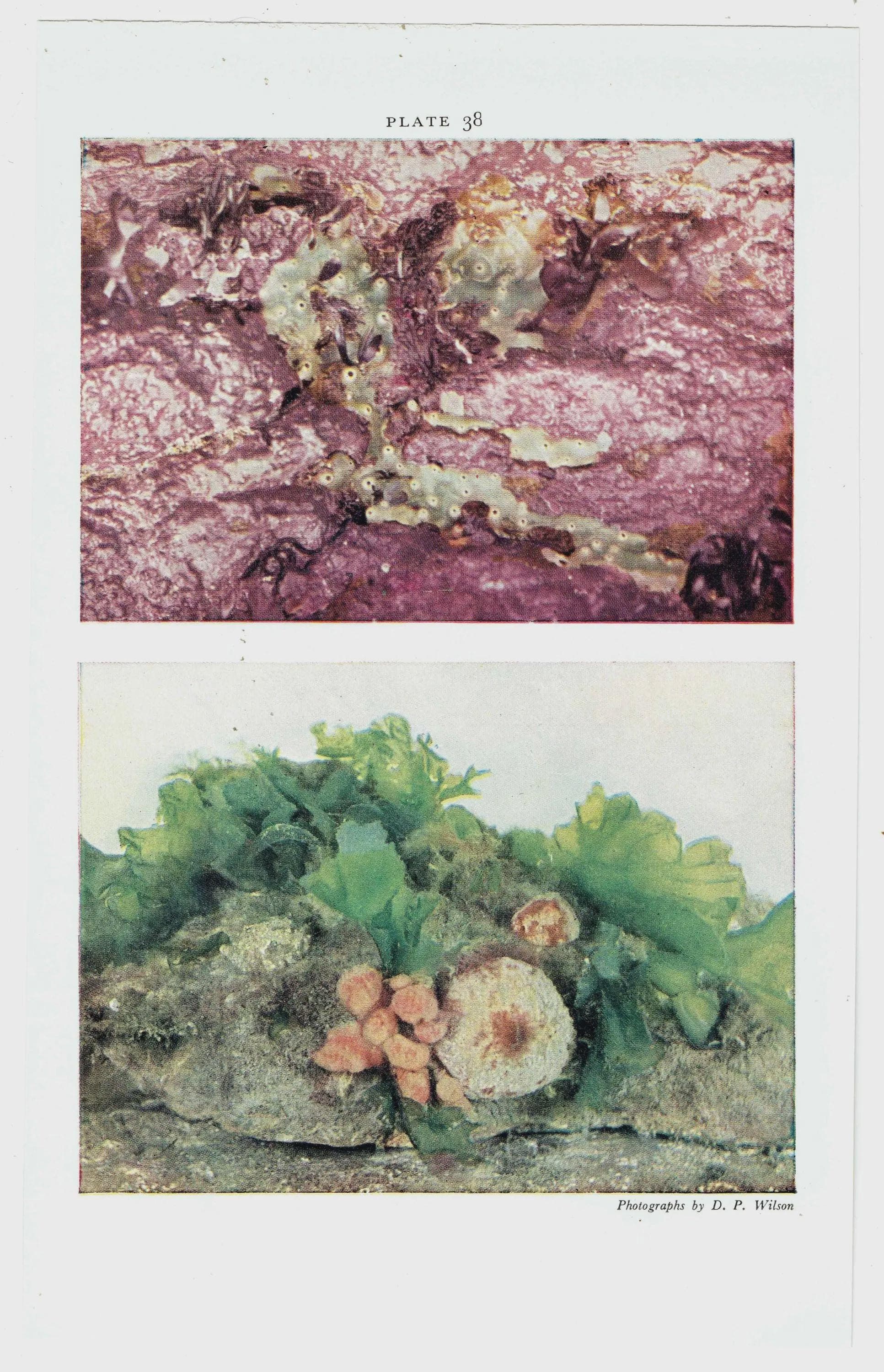 1959 Peacock-Worms, Squirt-Fish, Fan-Worm, Sea-Squirts - Marine Life Underwater Photography Print - Scientific Ocean Specimen - 5 x 8.25 in - Image 3