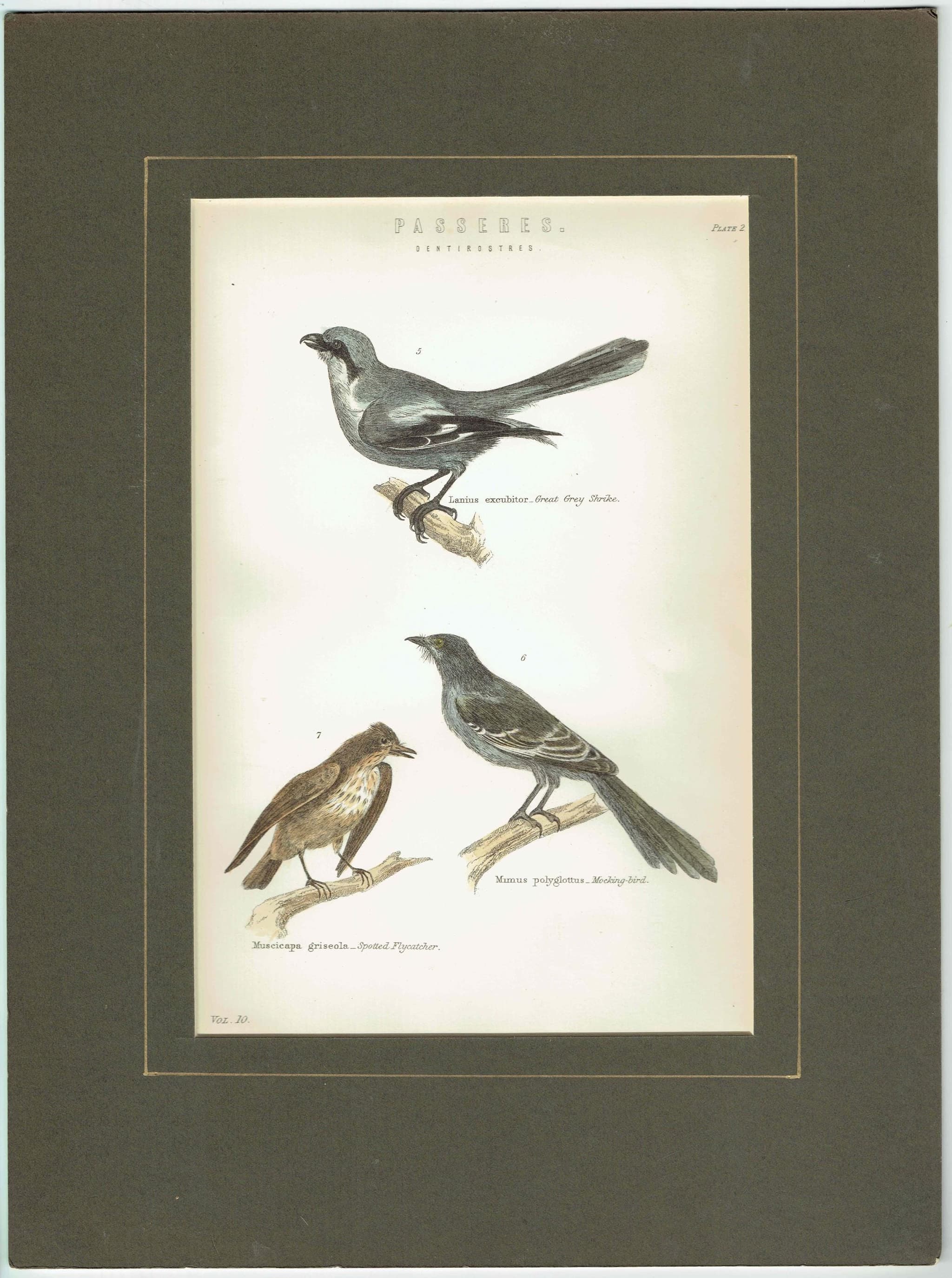 c.1870 Passeres Dentirostres Print - Great Grey Shrike, Mocking‐bird, Spotted Flycatcher - Hand Coloured Ornithology Art - 9.75 x 6.25 in - Image 2