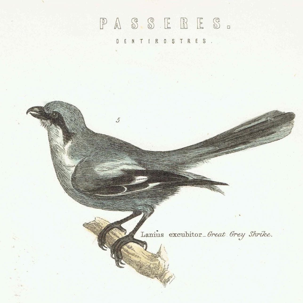 c.1870 Passeres Dentirostres Print - Great Grey Shrike, Mocking‐bird, Spotted Flycatcher - Hand Coloured Ornithology Art - 9.75 x 6.25 in - Image 3