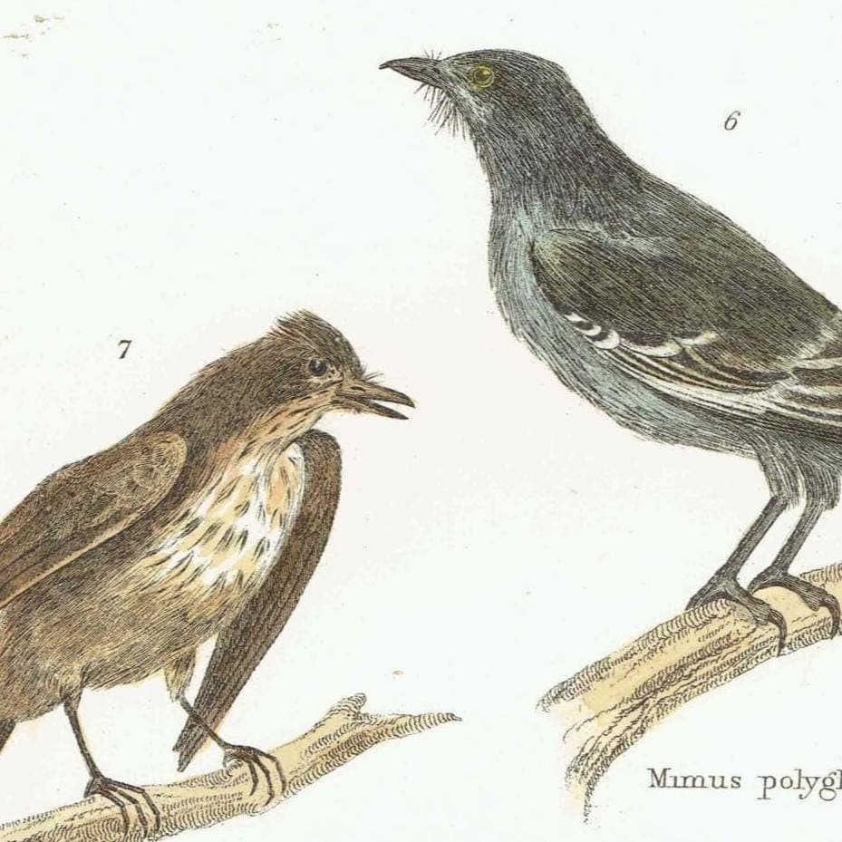 c.1870 Passeres Dentirostres Print - Great Grey Shrike, Mocking‐bird, Spotted Flycatcher - Hand Coloured Ornithology Art - 9.75 x 6.25 in - Image 4