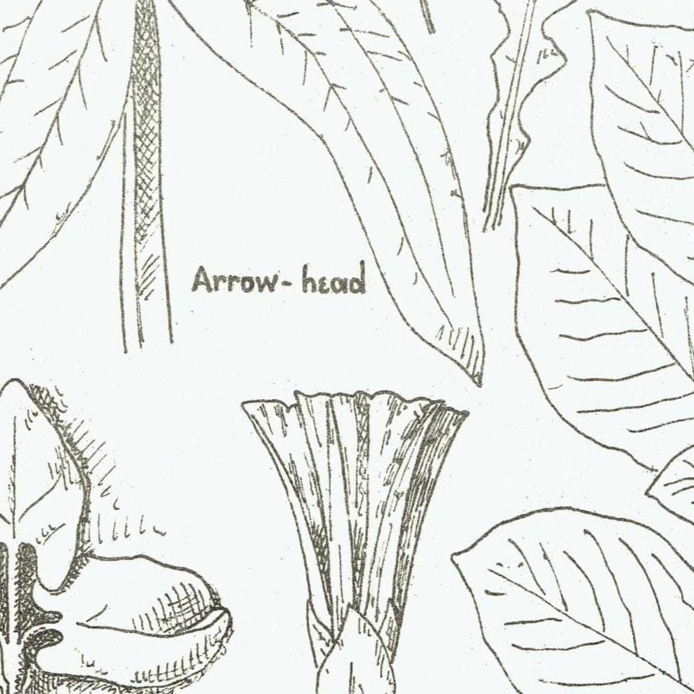 1898 Architectural Leaf Studies Print - Oak, Lime, Potato, Sorrel & Decorative Foliage Engraving - Antique Design Plate - 8 x 10.75 in - Image 4
