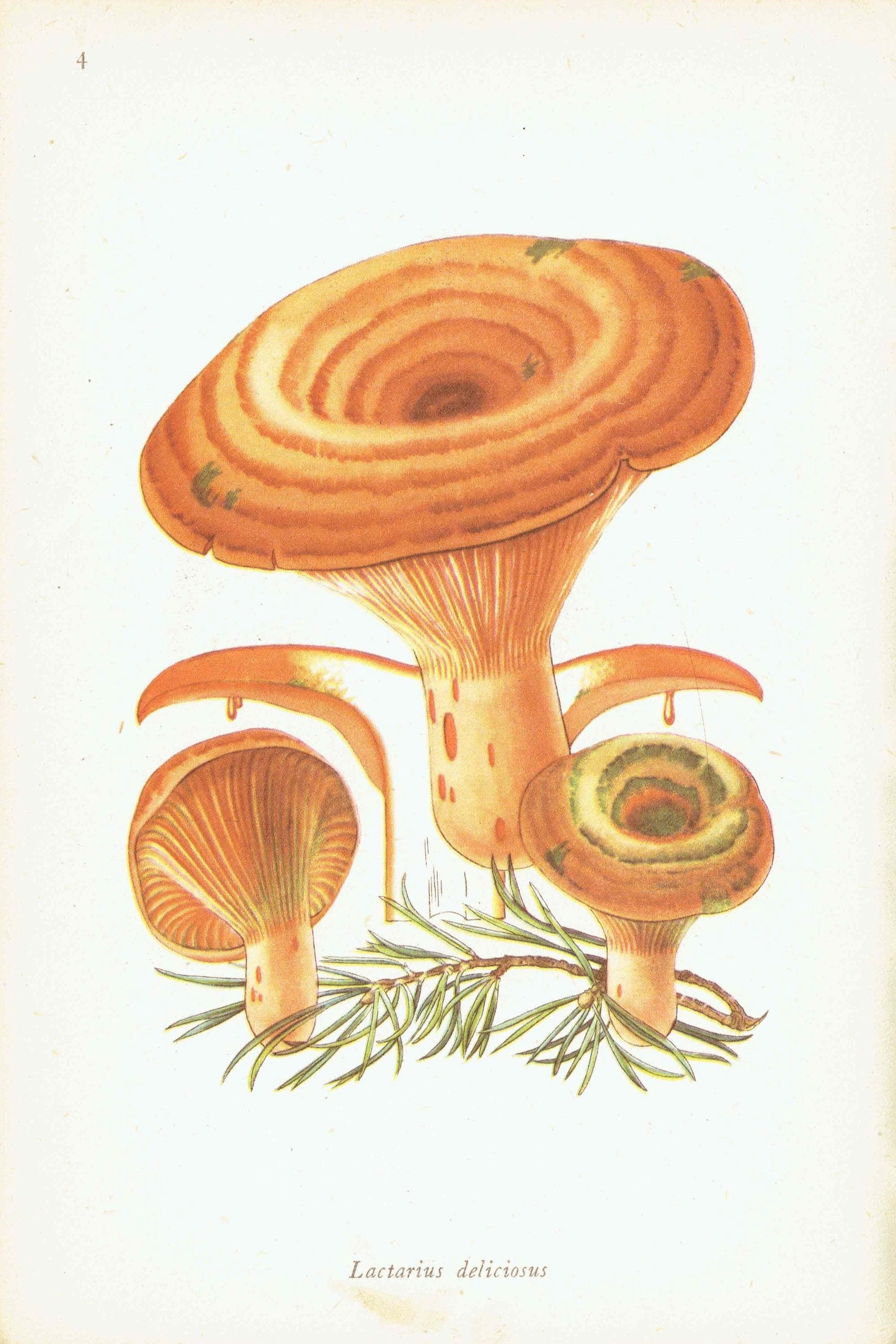 Vintage Mushroom Print – 1943 Edible Fungi Botanical Illustration - Image 6