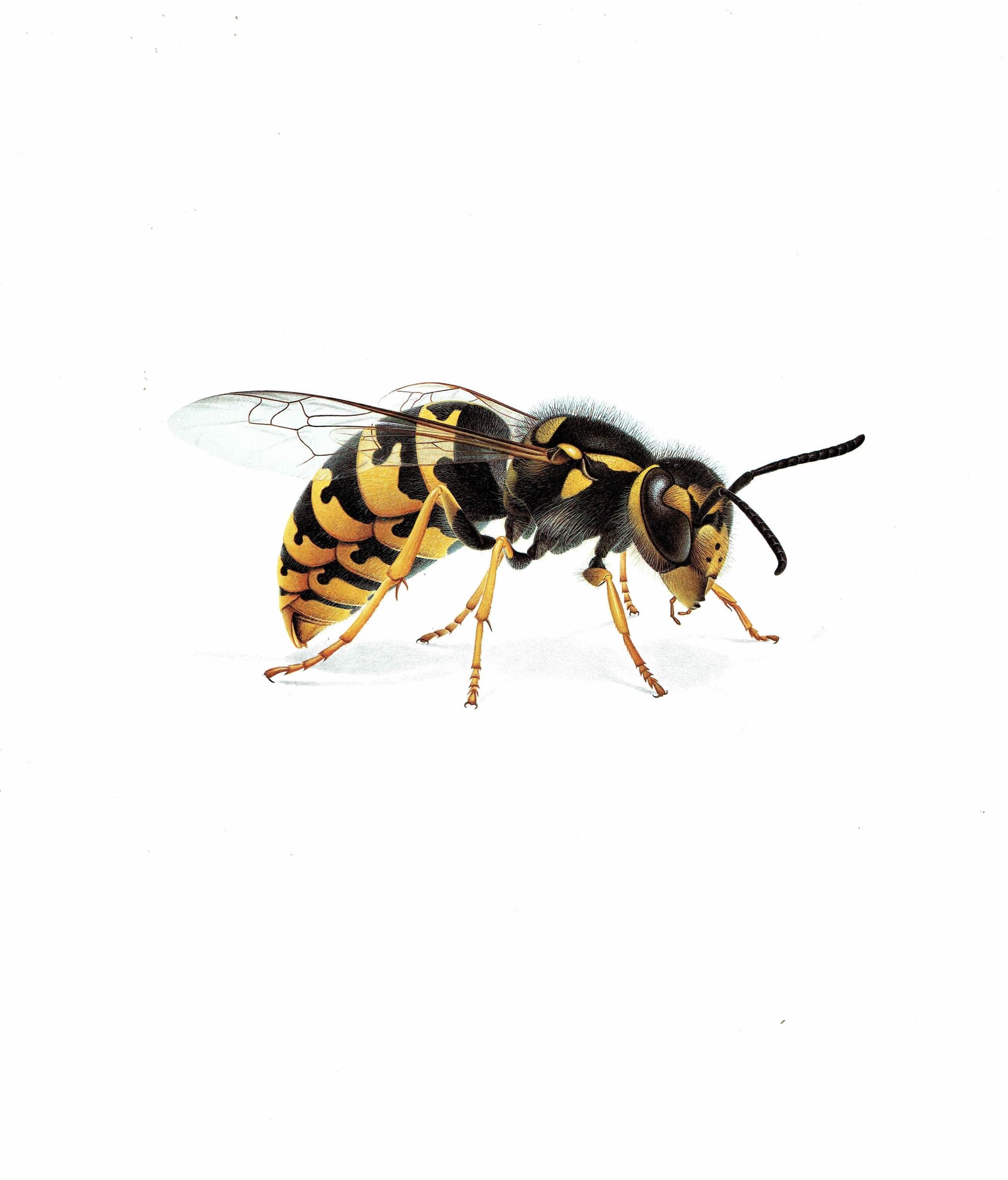 1986 Common Wasp Paravespula Vulgaris Print - Durin Bernard Les Insectes Scientific Illustration - Linnaeus Entomology - 11 x 13 in - Image 3