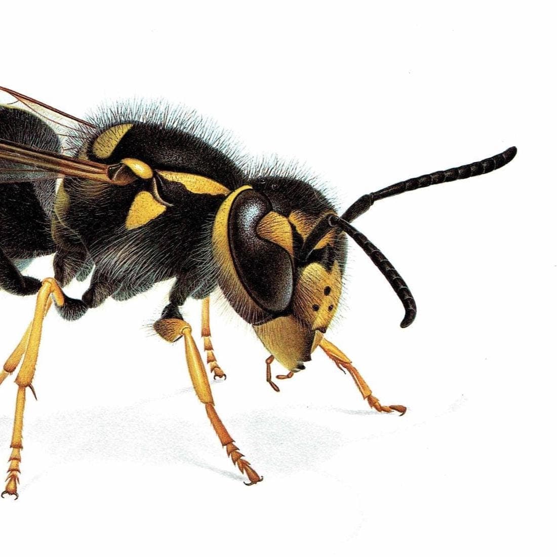 1986 Common Wasp Paravespula Vulgaris Print - Durin Bernard Les Insectes Scientific Illustration - Linnaeus Entomology - 11 x 13 in - Image 5