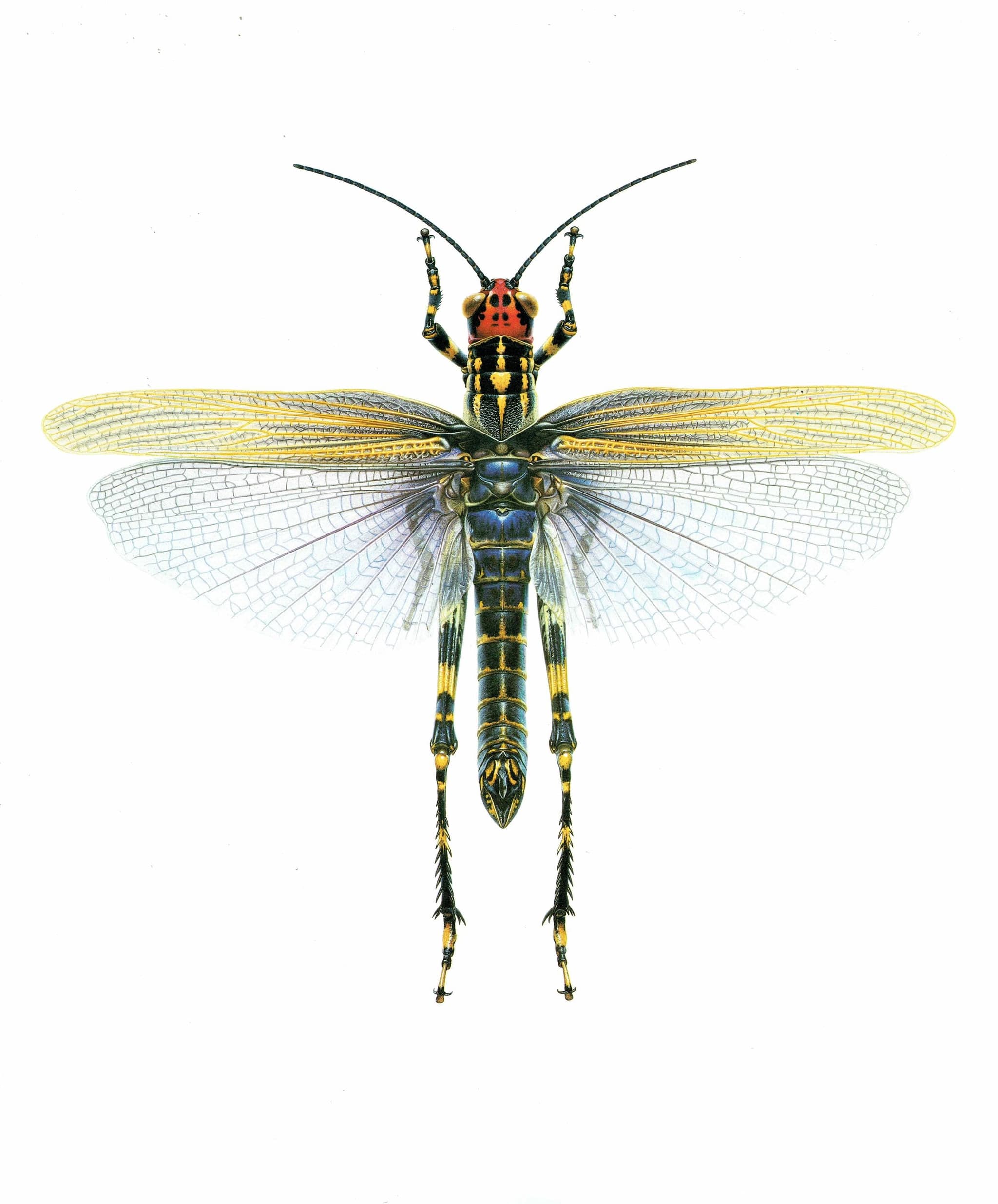 1986 Lubber Grasshopper Zoniopoda Omnicolor Print - Durin Bernard Les Insectes Science illustration - Blanchard Entomology - 11 x 13 in - Image 3