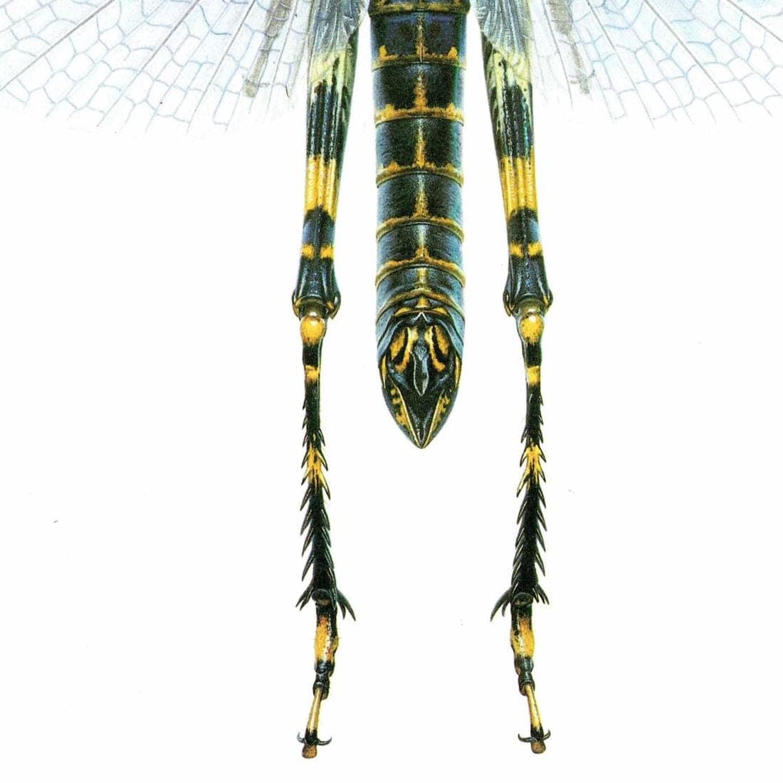 1986 Lubber Grasshopper Zoniopoda Omnicolor Print - Durin Bernard Les Insectes Science illustration - Blanchard Entomology - 11 x 13 in - Image 5