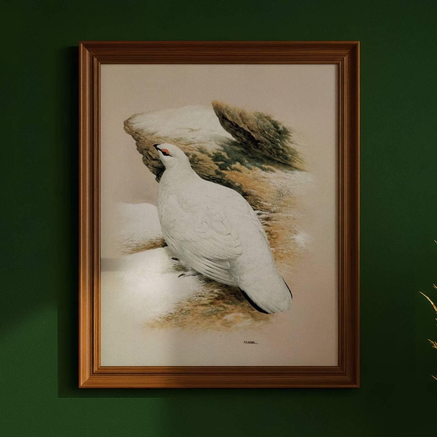 1981 Ptarmigan Lopus Mutus in Winter Plumage - Original Vintage Game Birds Wildlife Art Print - Maurice Pledger - 11.5 x 16.5 in - Image 1
