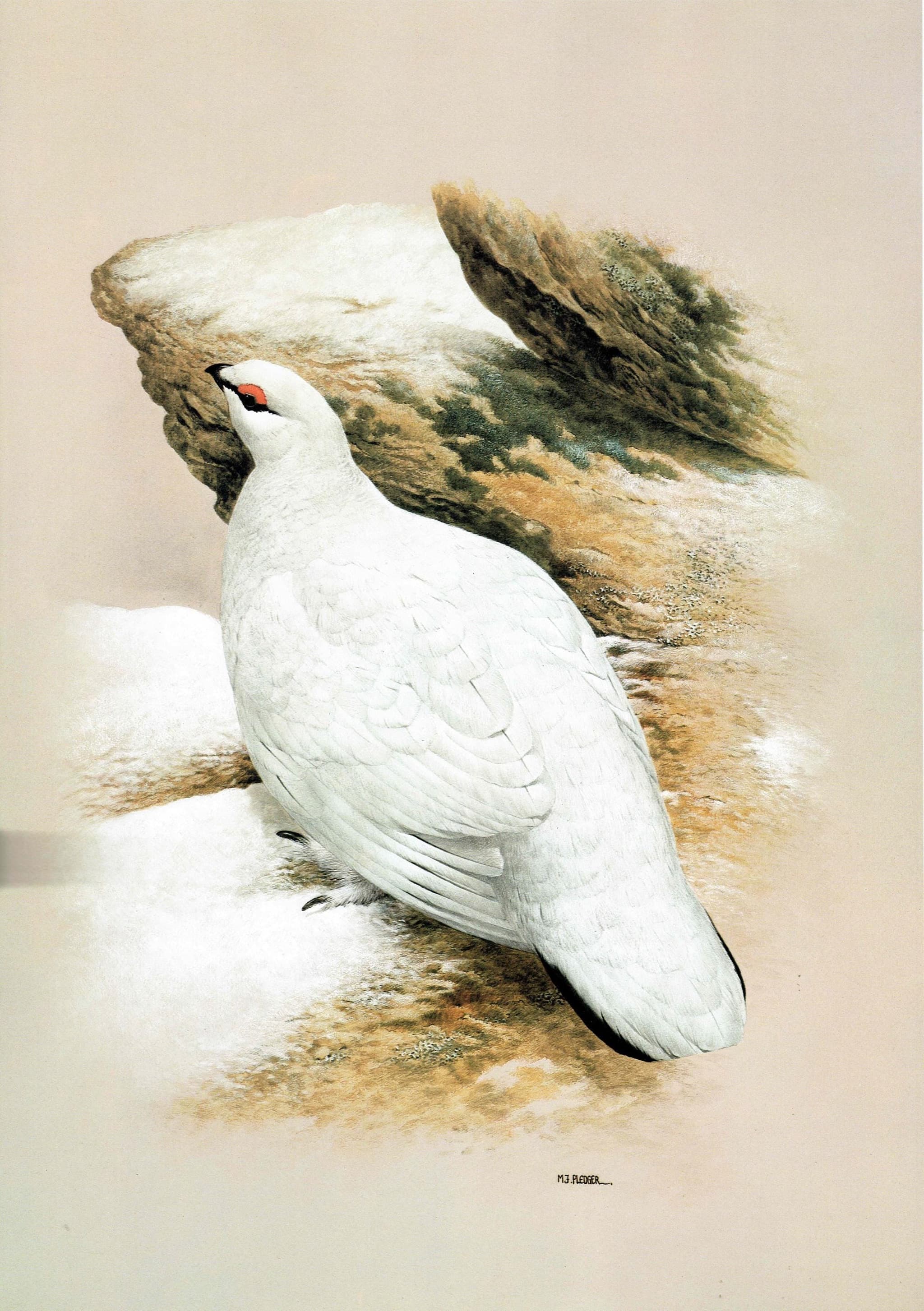 1981 Ptarmigan Lopus Mutus in Winter Plumage - Original Vintage Game Birds Wildlife Art Print - Maurice Pledger - 11.5 x 16.5 in - Image 2