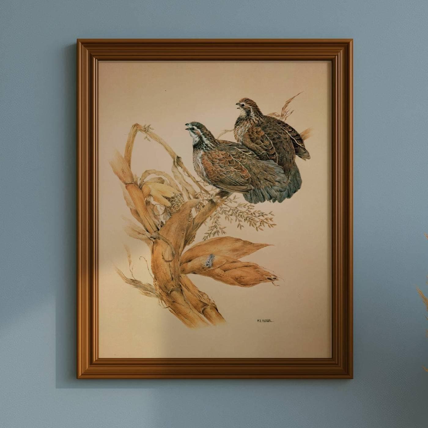 1981 Bobwhite Quail Colonys Virginianus - Maurice Pledger Original Vintage Wildlife Game Birds Art Print- 11.5 x 16.5 in - Image 1