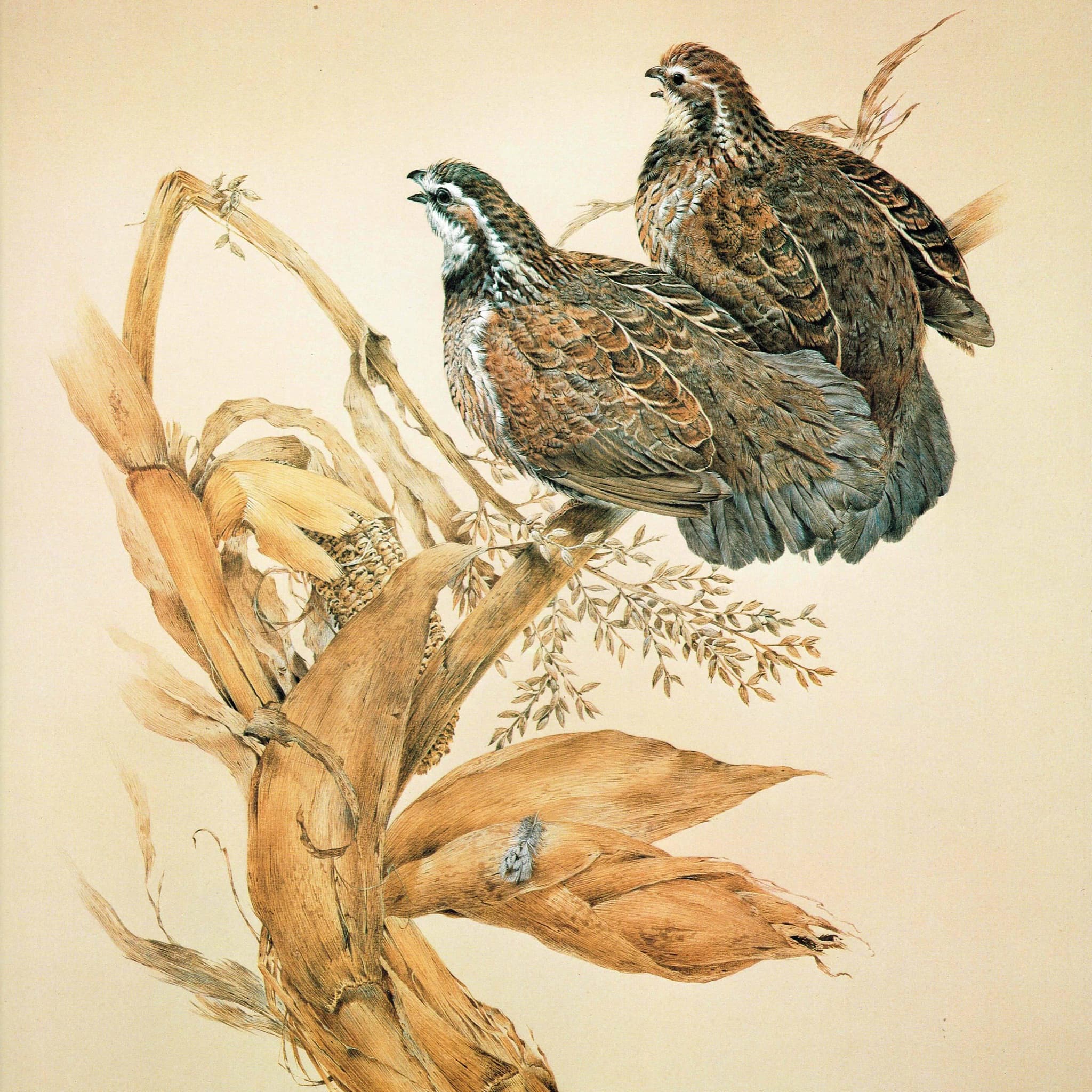 1981 Bobwhite Quail Colonys Virginianus - Maurice Pledger Original Vintage Wildlife Game Birds Art Print- 11.5 x 16.5 in - Image 2