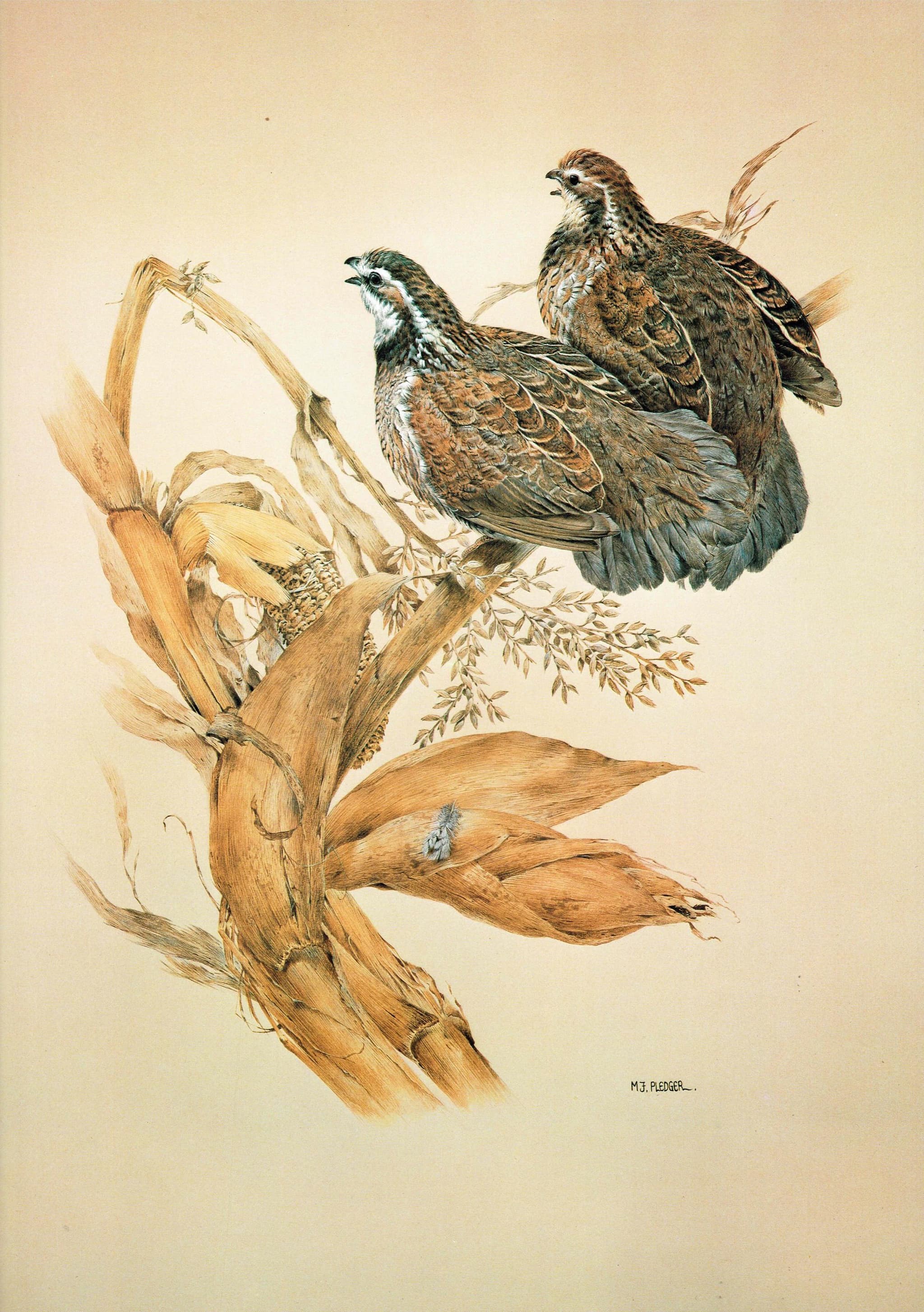 1981 Bobwhite Quail Colonys Virginianus - Maurice Pledger Original Vintage Wildlife Game Birds Art Print- 11.5 x 16.5 in - Image 3