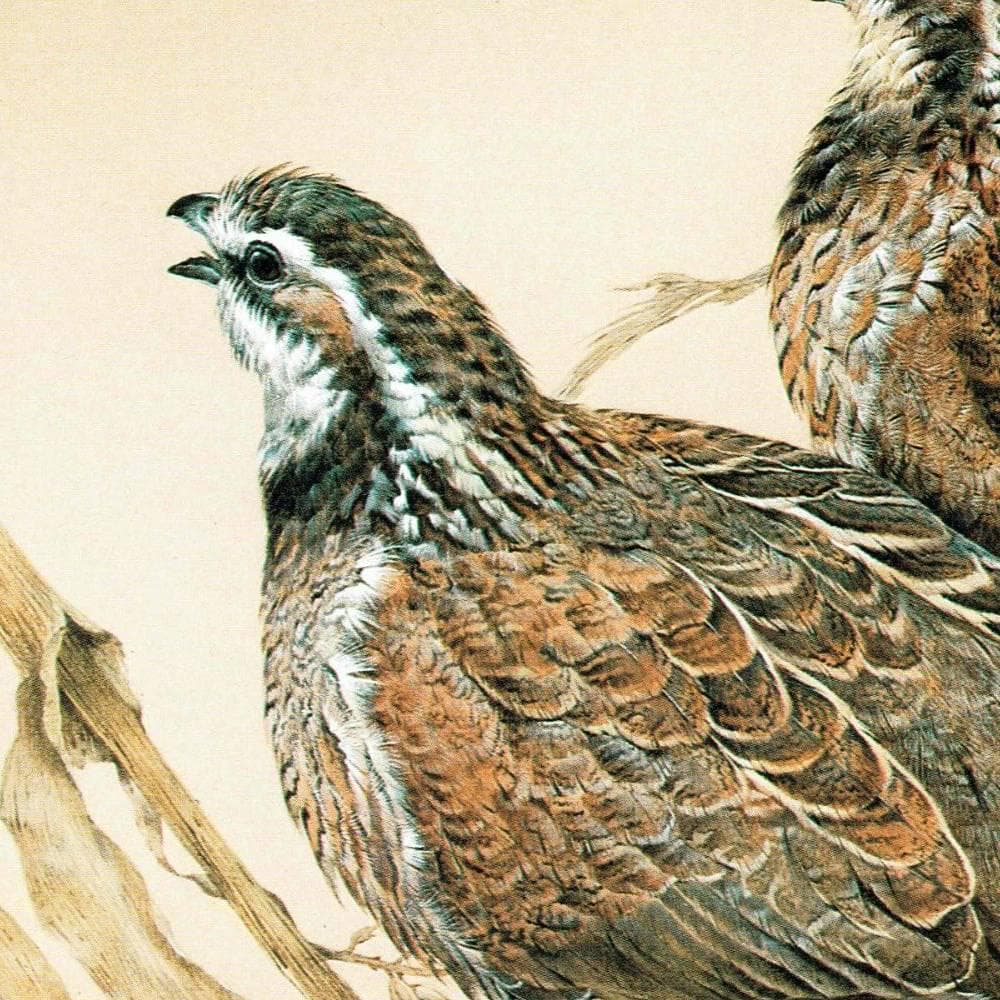1981 Bobwhite Quail Colonys Virginianus - Maurice Pledger Original Vintage Wildlife Game Birds Art Print- 11.5 x 16.5 in - Image 4