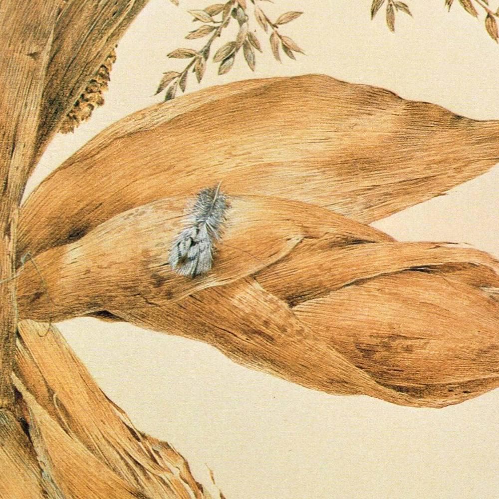 1981 Bobwhite Quail Colonys Virginianus - Maurice Pledger Original Vintage Wildlife Game Birds Art Print- 11.5 x 16.5 in - Image 5