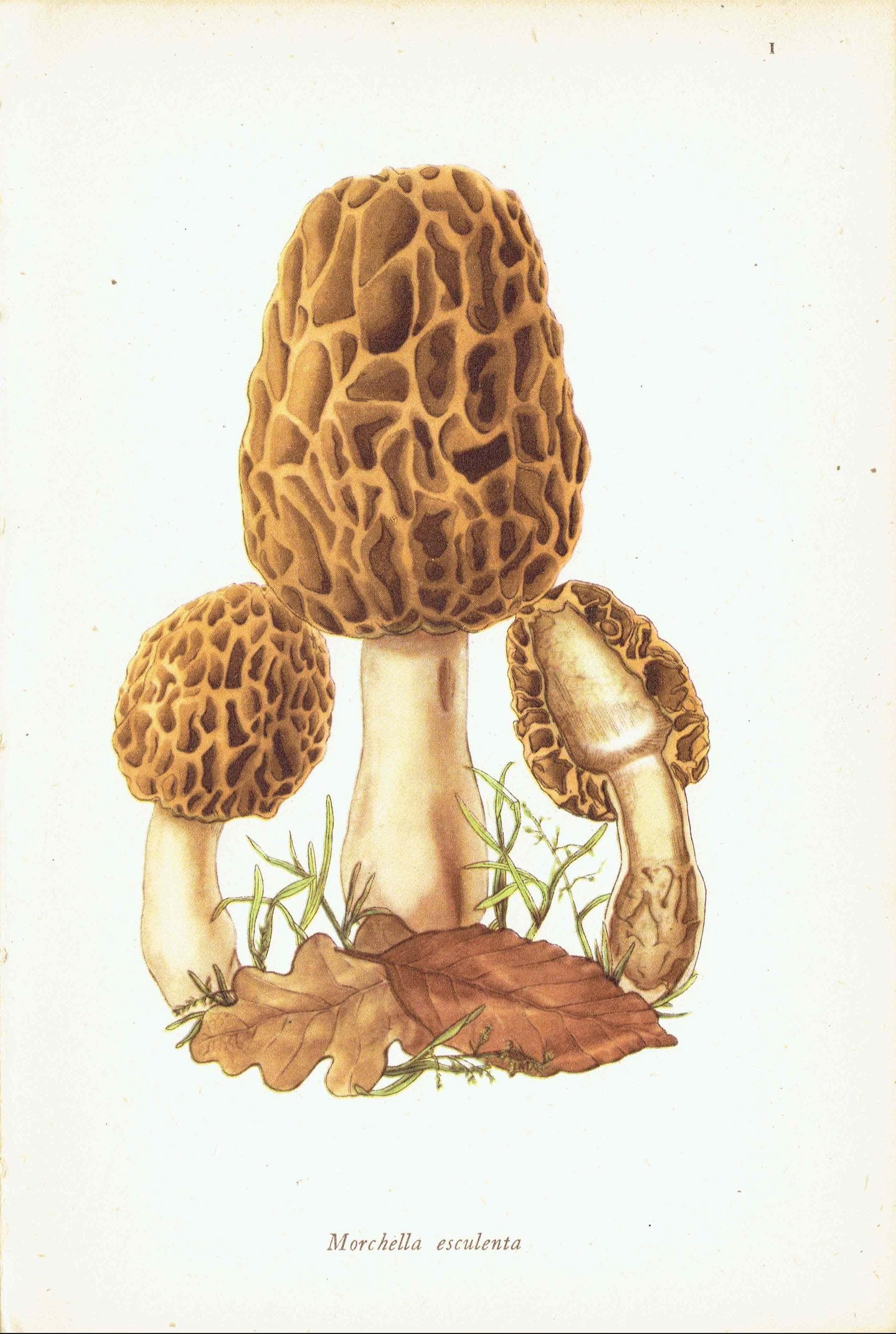 Original Morel Mushroom Botanical Print – 1943 Edible Fungi Illustration - Image 3