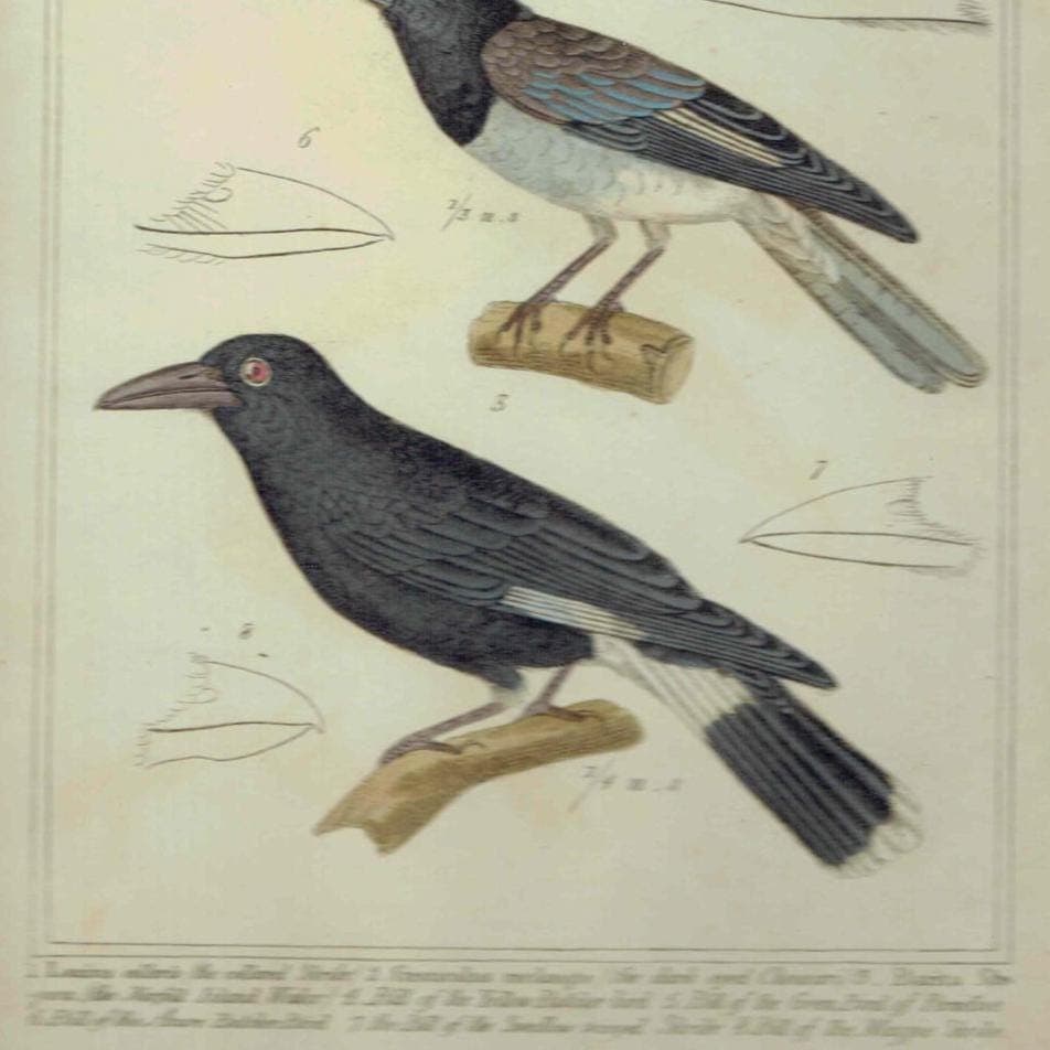 1835 Birds Cuvier Animal Kingdom Print - Ornithology Hand-Coloured Print - Shrike, Choucari, Norfolk Island Waker Illustration - 9 x 5.5 in - Image 2