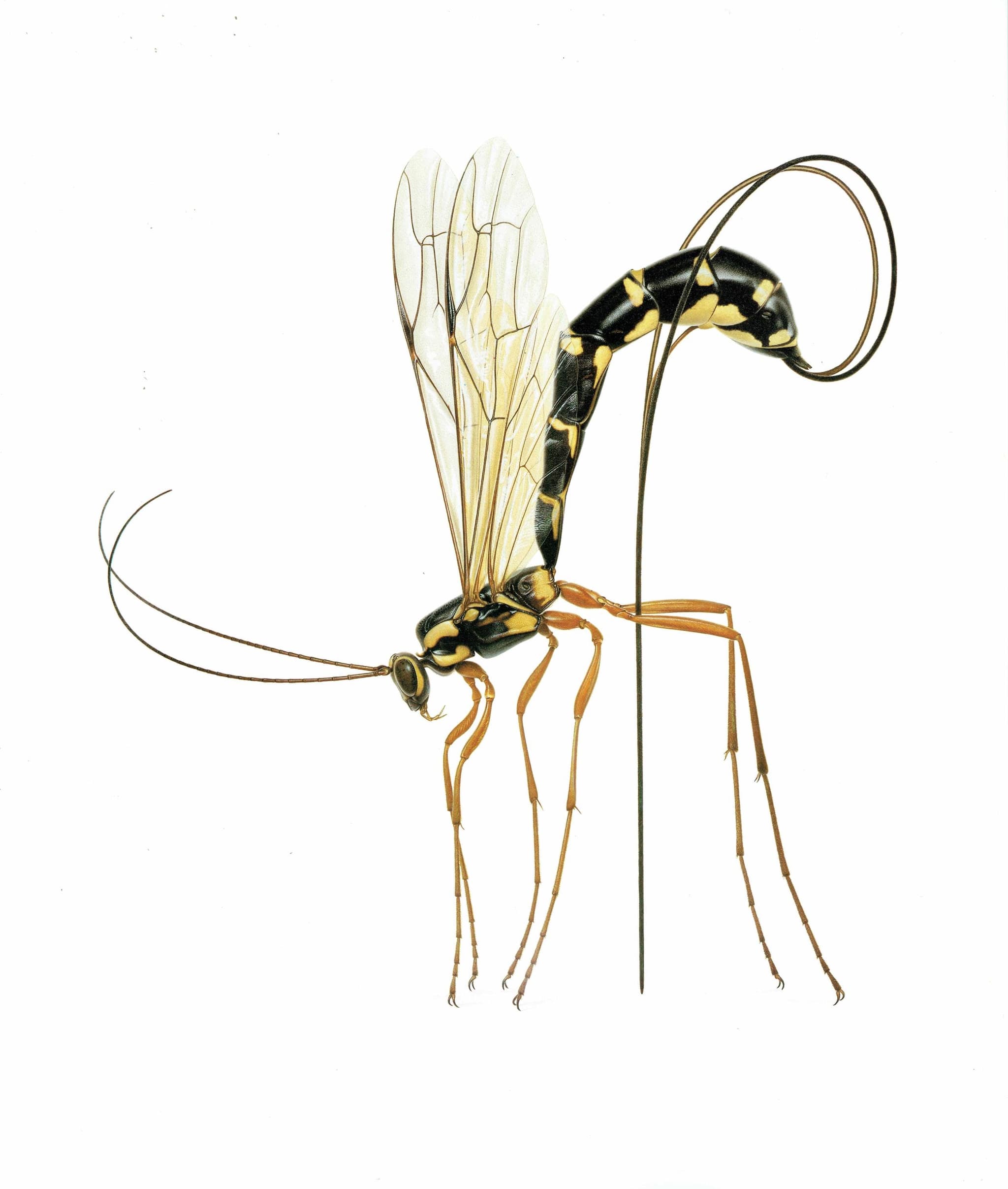 1986 Giant Ichneumon Wasp Rhyssa Persuasoria Print - Dupin Bernard Les Insectes Scientific Art - Linnaeus Carl Entomology - 11 x 13 in - Image 3