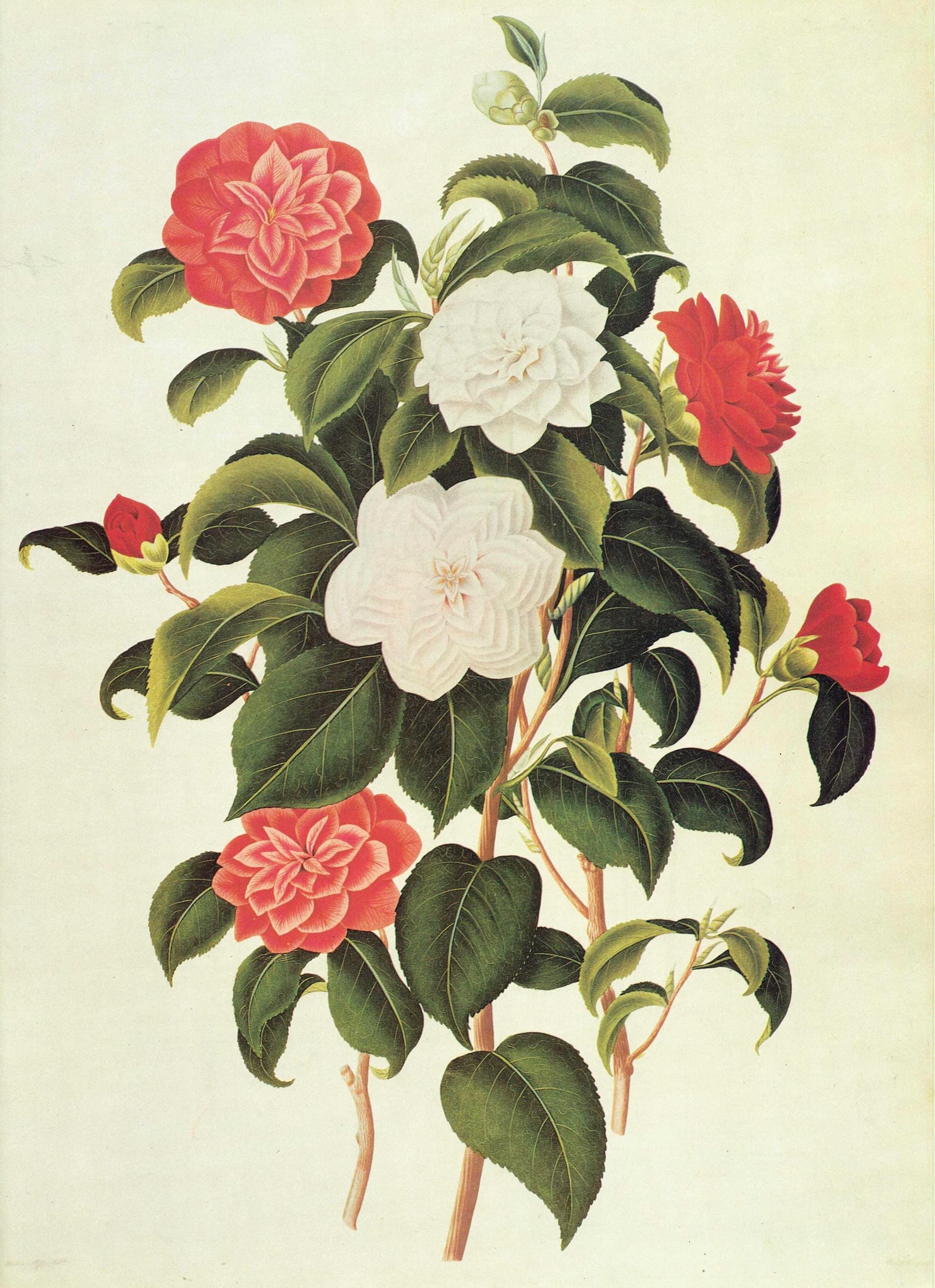 Myrtle Leaved Camellia by Curtis - Botanical Flower Study Plate 3 Monograph on Camellias Original 1984 Vintage Print, Coats - 10 x 14 in - Image 2