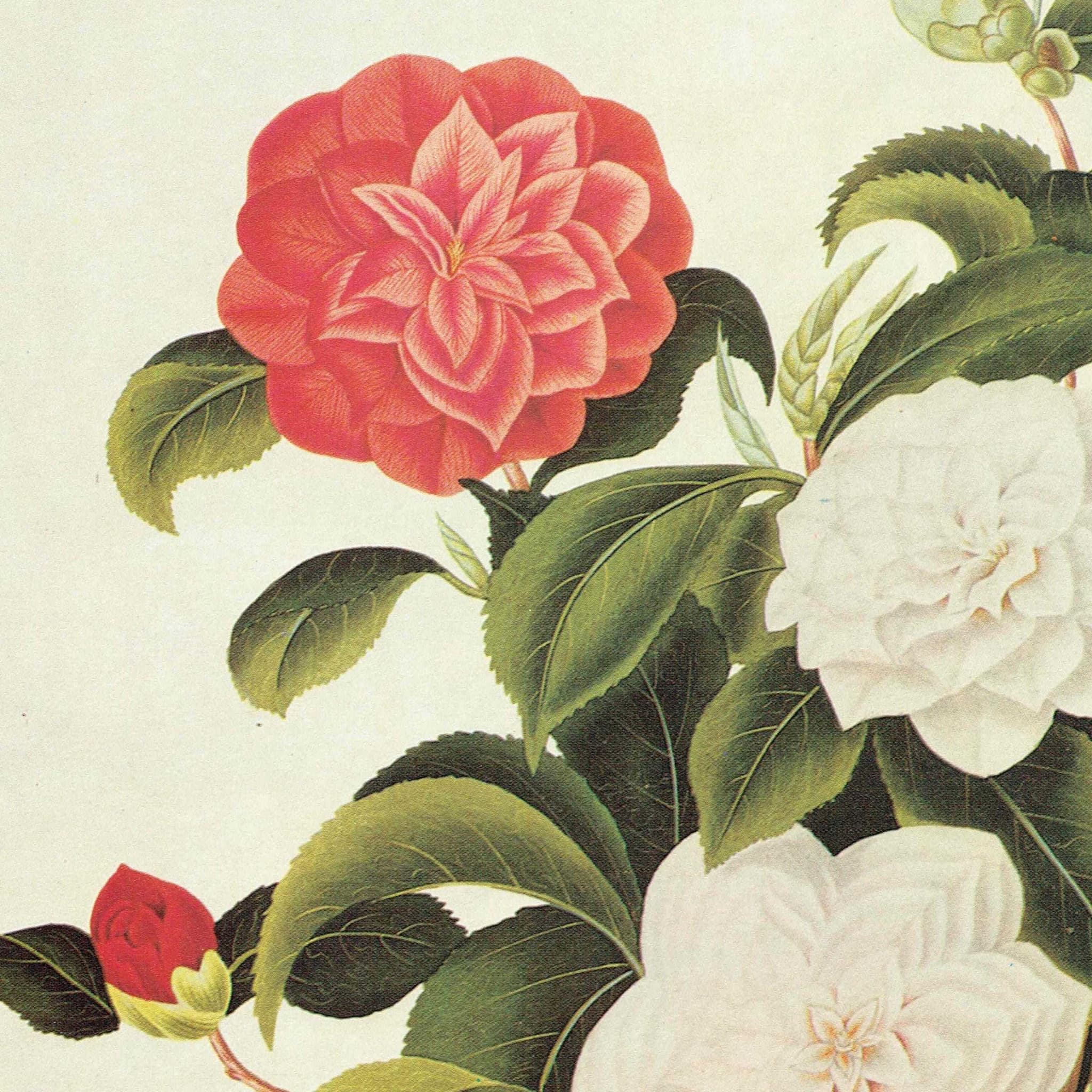 Myrtle Leaved Camellia by Curtis - Botanical Flower Study Plate 3 Monograph on Camellias Original 1984 Vintage Print, Coats - 10 x 14 in - Image 3