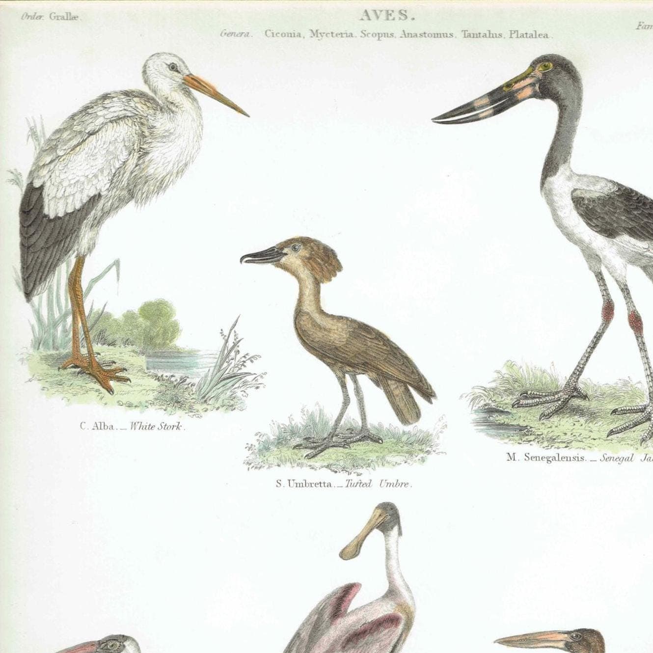 1838 Aves Bird Print - Hand-Coloured print – Stork, Spoonbill, Ibis & Jabiru – 8.5 x 11 in - Image 2