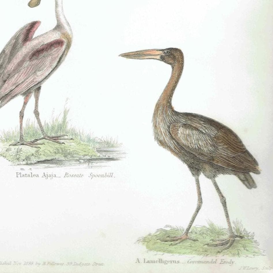 1838 Aves Bird Print - Hand-Coloured print – Stork, Spoonbill, Ibis & Jabiru – 8.5 x 11 in - Image 3