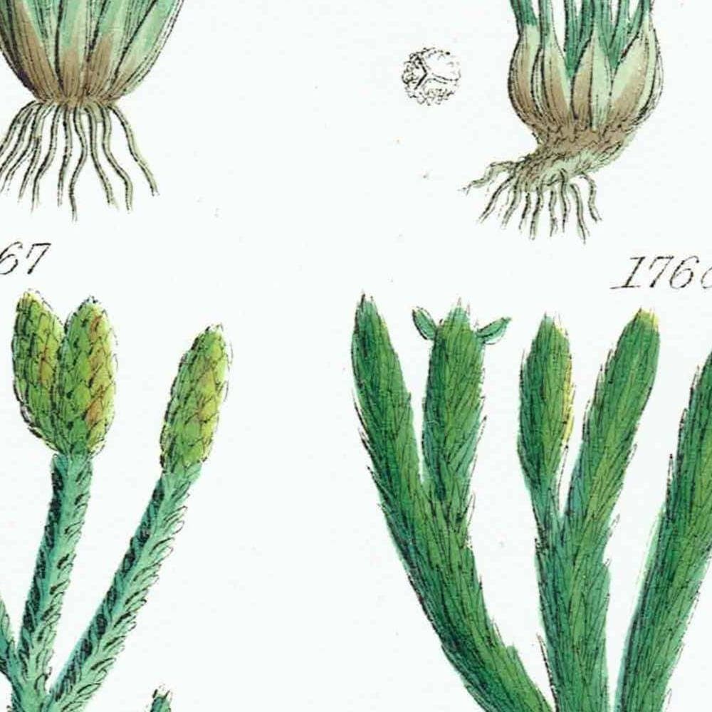 1910 Chara Aquatic Plants - Original Antique Print By Sowerby - British Wild Flowers Botanical Study Educational - 6.25 x 9.5 in - Image 3
