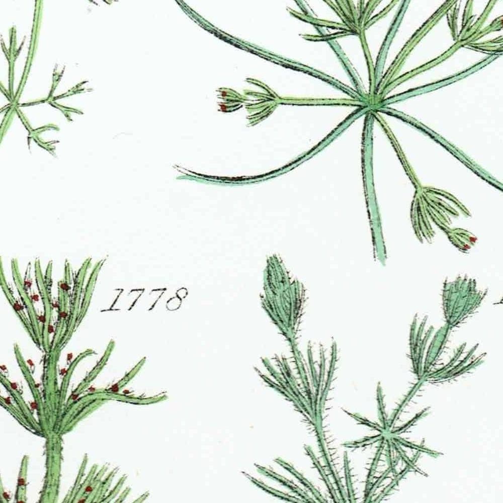 1910 Chara Aquatic Plants - Original Antique Print By Sowerby - British Wild Flowers Botanical Study Educational - 6.25 x 9.5 in - Image 4