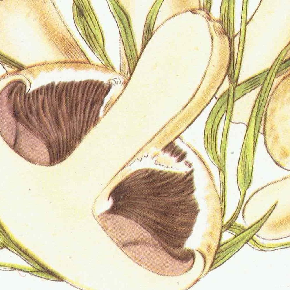 1943 Chanterelle & Field Mushroom - Original Vintage Print By Ellenby - Ramsbottom Edible Fungi Mycology Botanical Study - 4.5 x 6.5 in - Image 8