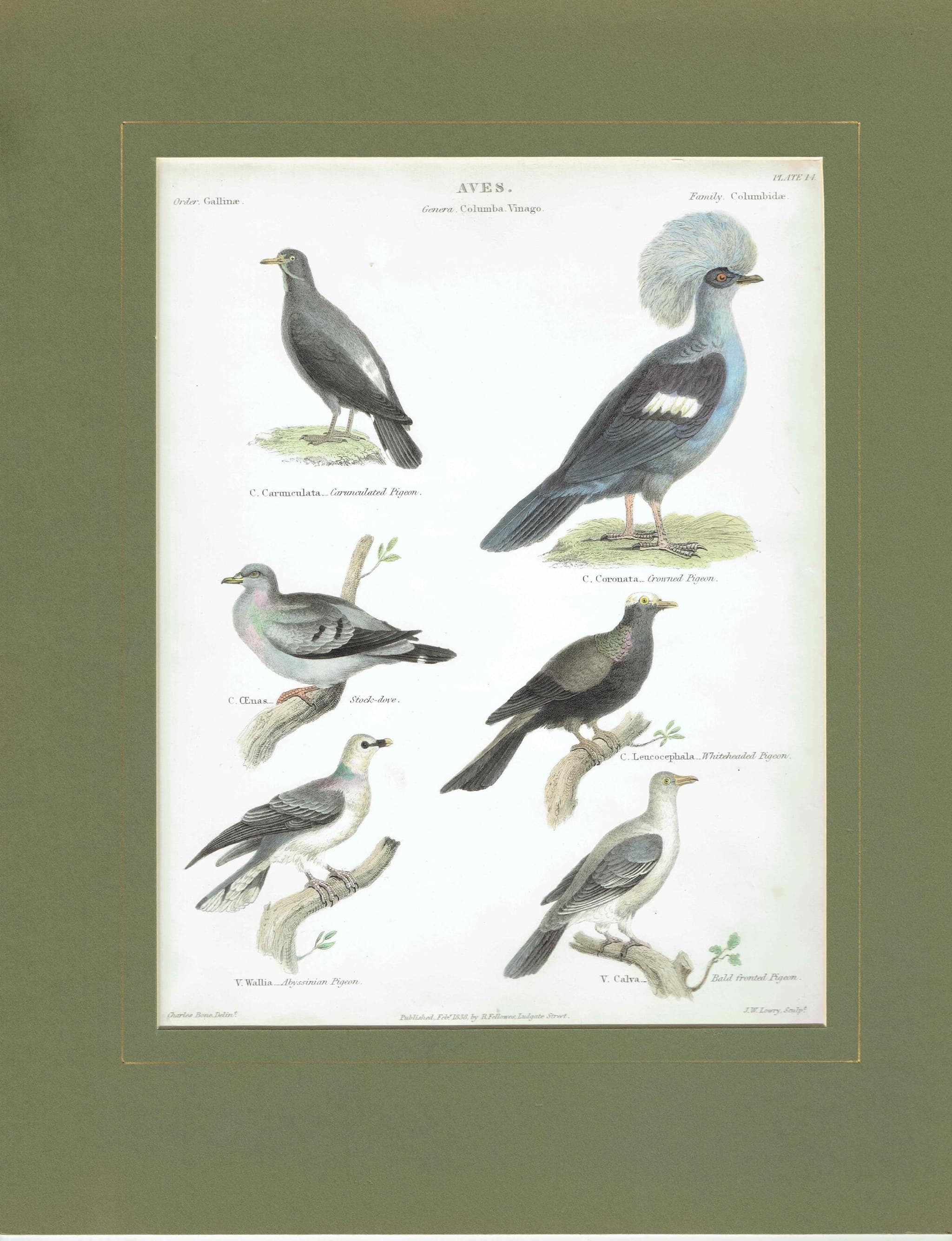 1838 Aves Antique Pigeon Print - Carunculated, Crowned, Stock-dove, Whiteheaded, Abyssinian, Bald-fronted - 10.5 x 8.25 in - Image 2