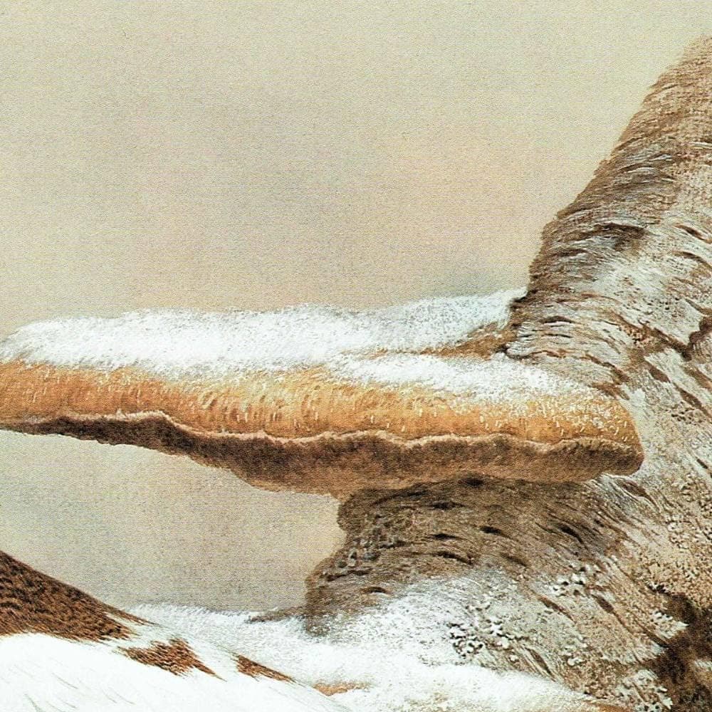 1981 Willow Grouse in Autumn Plumage - Maurice Pledger Game Birds - Original Vintage Wildlife Print - 11.5 x 16.5 in - Image 4