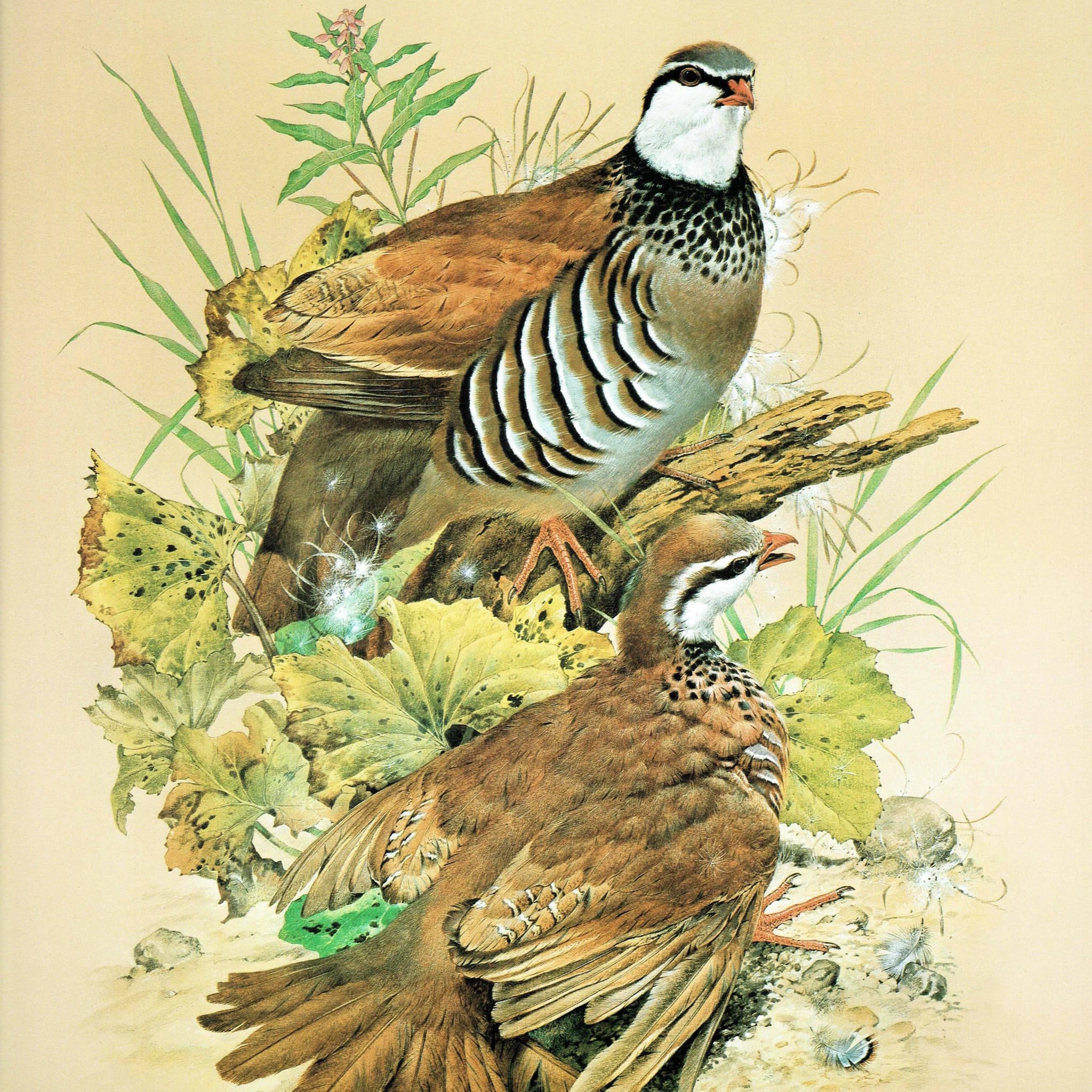 1981 Red-Legged Partridge Alectoris Rufa - Game Birds - Maurice Pledger Original Vintage Wildlife Art - 11.5 x 16.5 in - Image 3