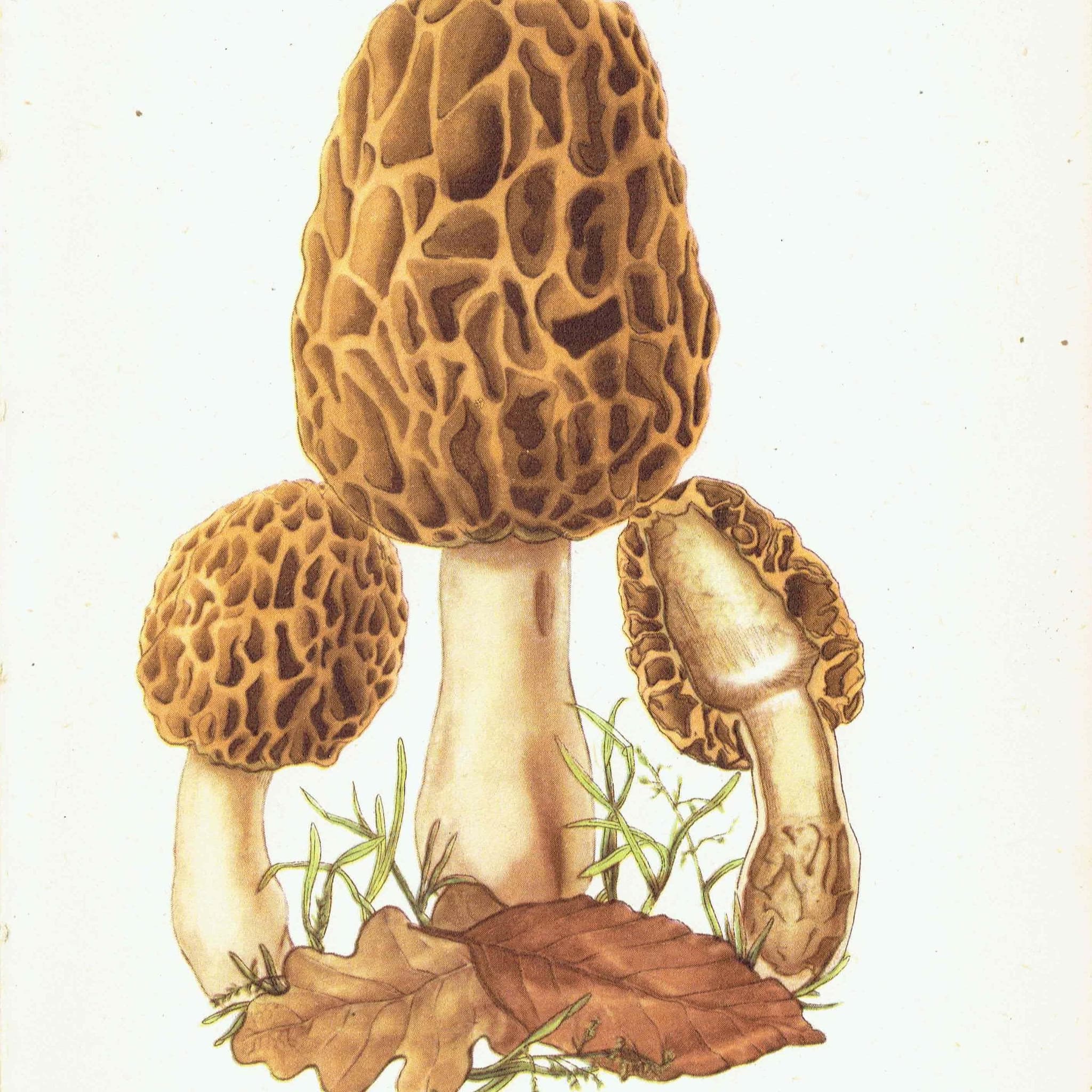 1943 Morel And Tawny Grisette Mushroom Prints - Original Vintage Print By Ellenby - Edible Fungi Mushroom Botanical Study - 4.5 x 6.5 in - Image 1