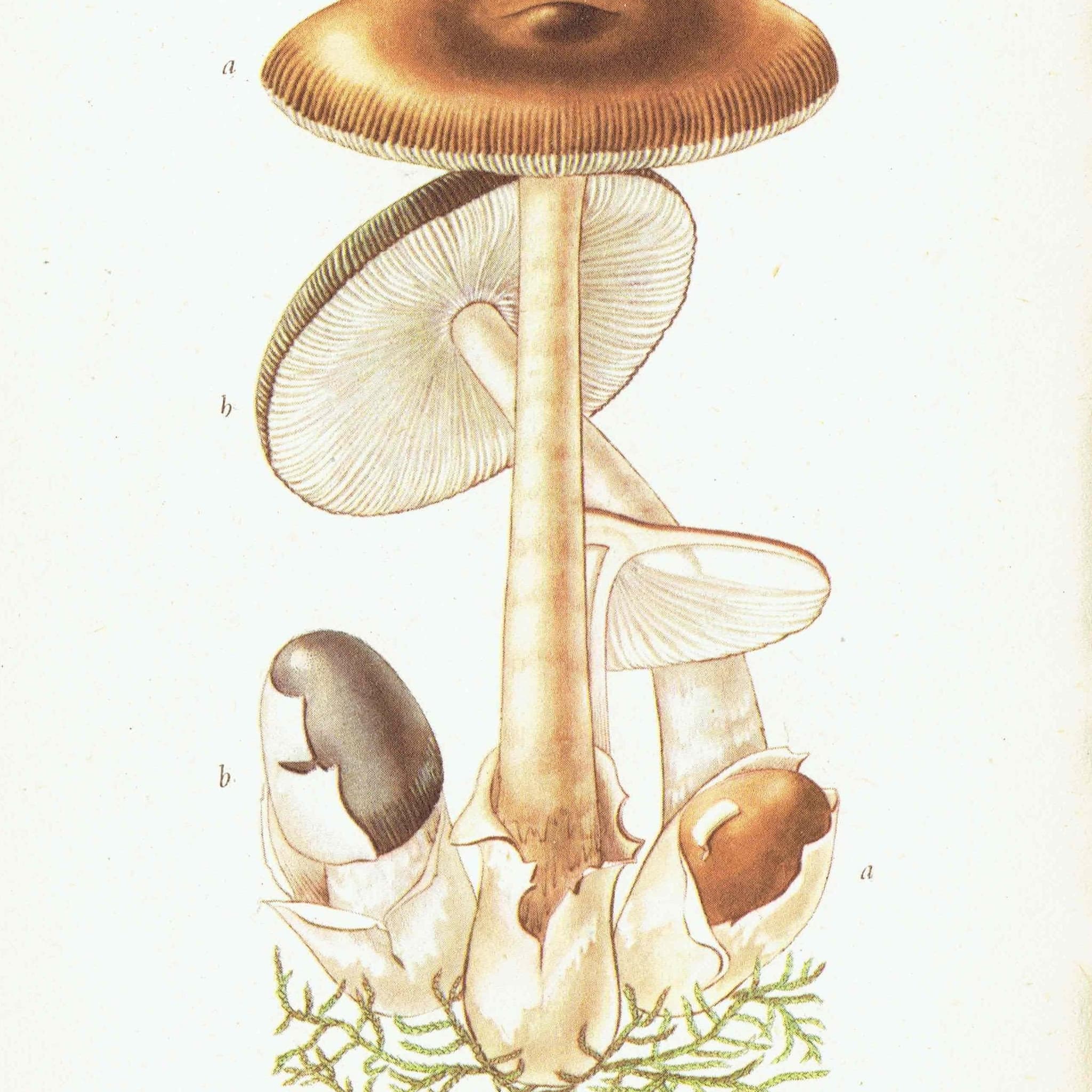 1943 Morel And Tawny Grisette Mushroom Prints - Original Vintage Print By Ellenby - Edible Fungi Mushroom Botanical Study - 4.5 x 6.5 in - Image 2