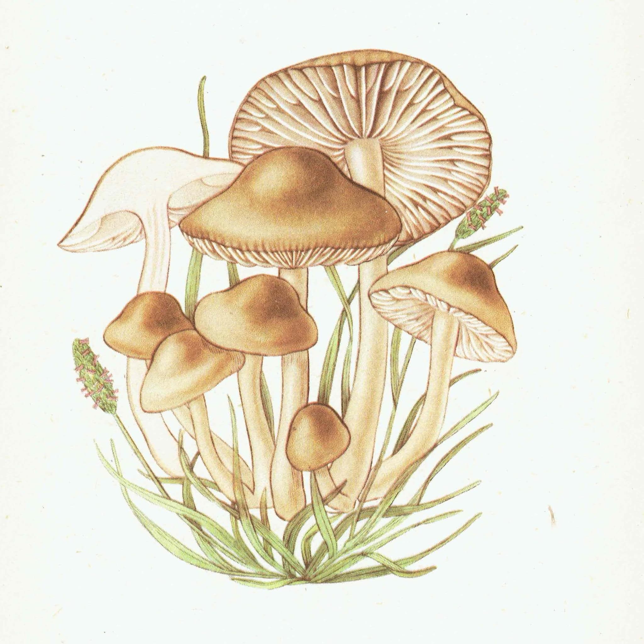 Fairy Ring & Oyster Mushroom Vintage Print – 1943 Botanical Illustration