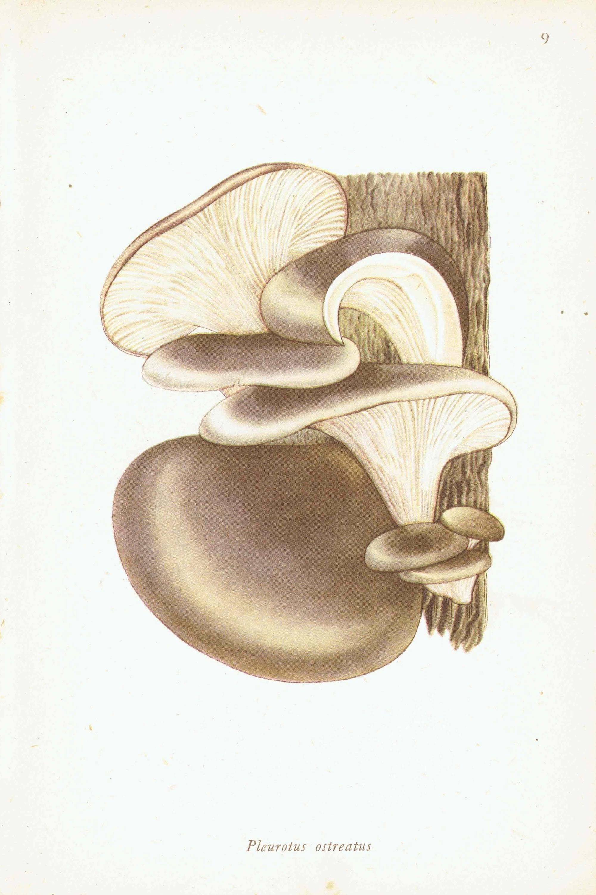 Fairy Ring & Oyster Mushroom Vintage Print – 1943 Botanical Illustration - Image 6