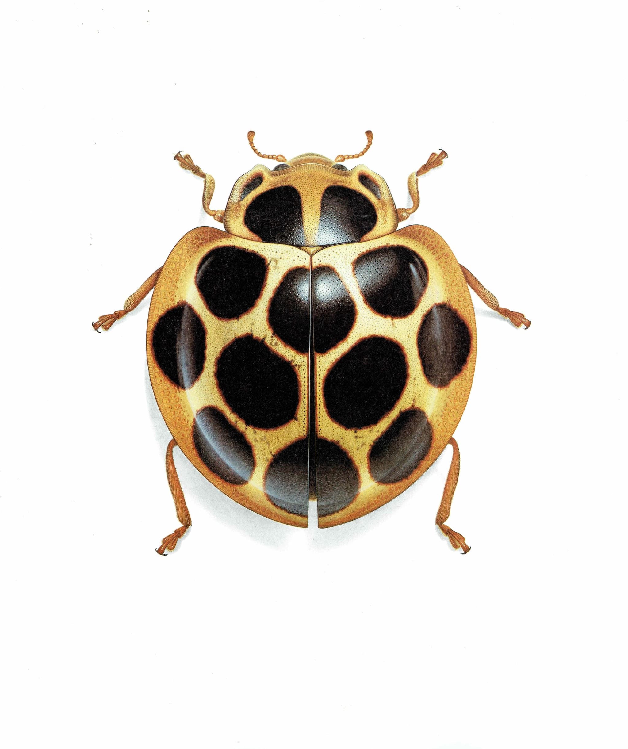 1986 Tortoise Ladybug Aiolocaria Hexaspilota Print - Durin Bernard Les Insectes Scientific Illustration - Hope Entomology - 11 x 13 in - Image 3