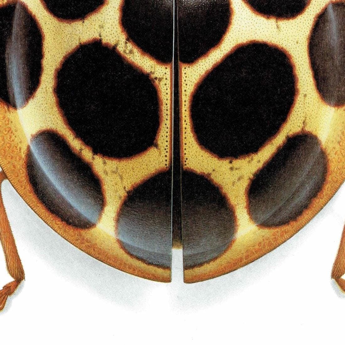 1986 Tortoise Ladybug Aiolocaria Hexaspilota Print - Durin Bernard Les Insectes Scientific Illustration - Hope Entomology - 11 x 13 in - Image 5