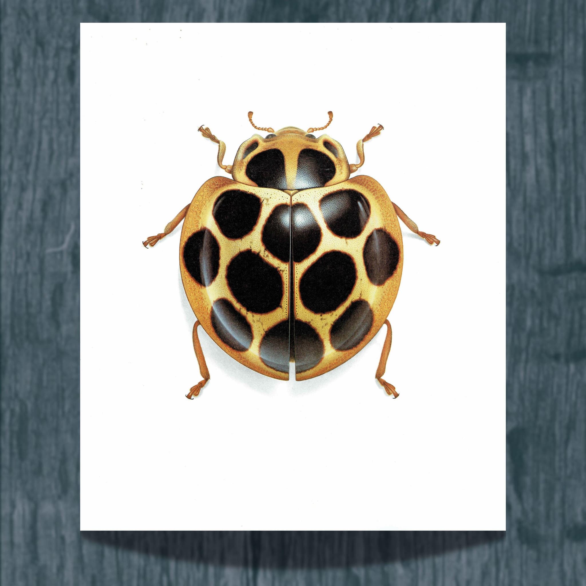 1986 Tortoise Ladybug Aiolocaria Hexaspilota Print - Durin Bernard Les Insectes Scientific Illustration - Hope Entomology - 11 x 13 in - Image 2