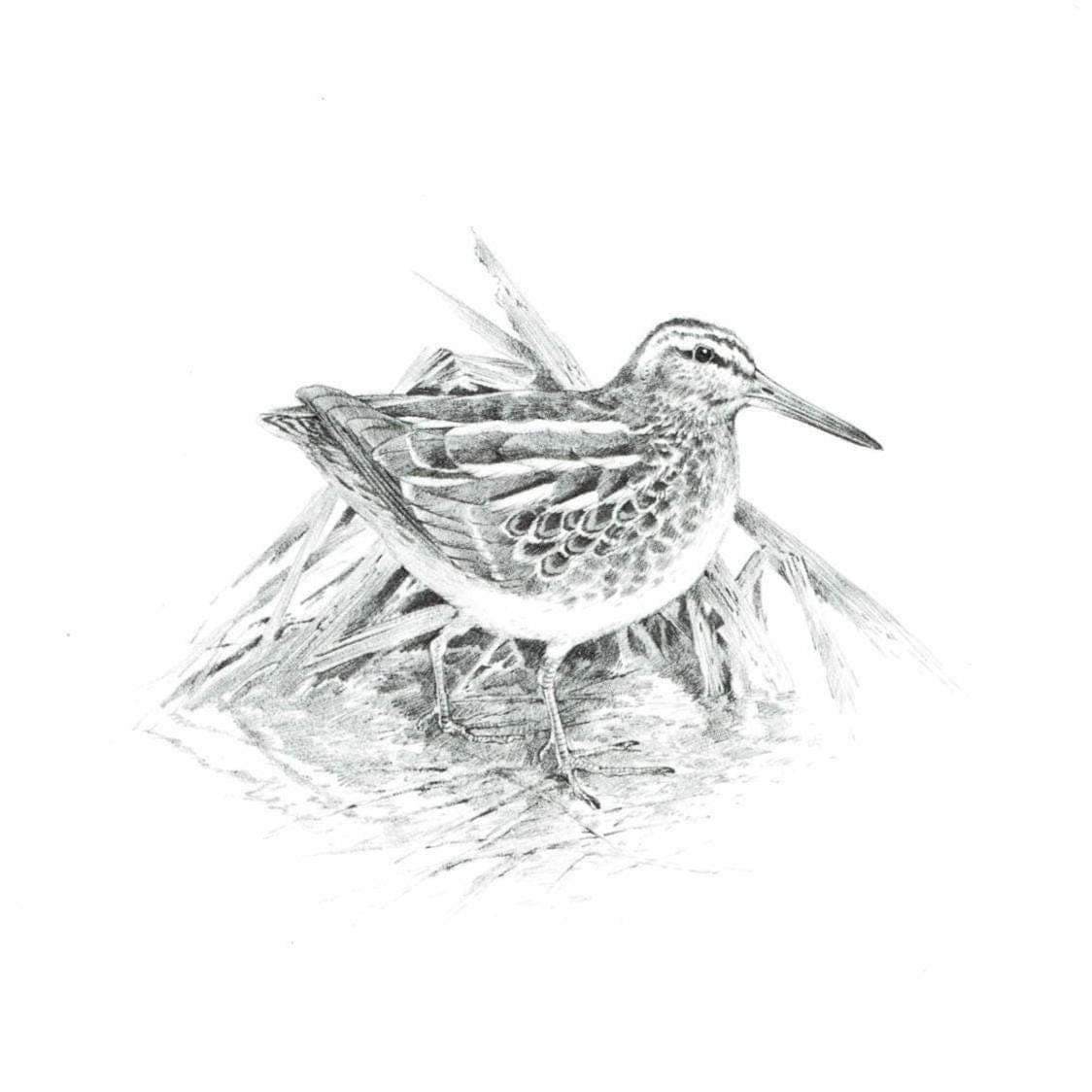 1981 Jack Snipe Game Birds Print -Maurice Pledger - Vintage Wildlife Art - Ornithology 11.5 x 16.5 in - Image 2