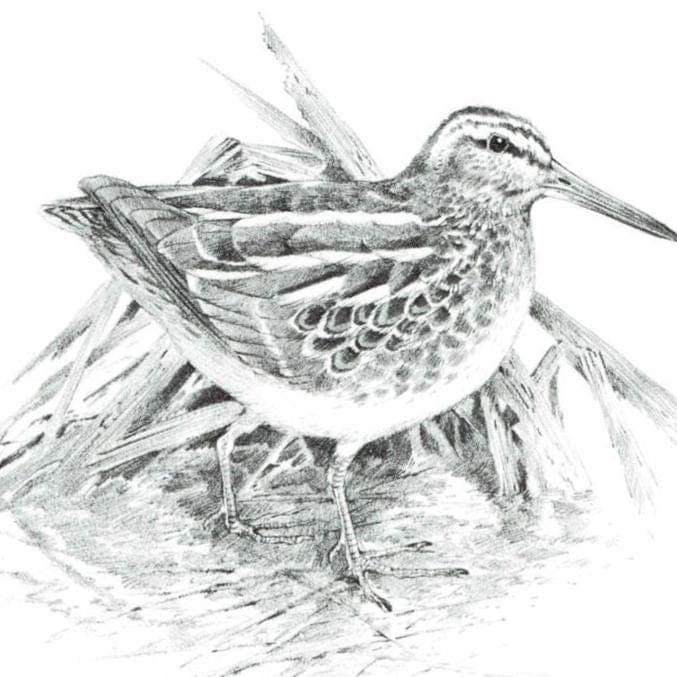 1981 Jack Snipe Game Birds Print -Maurice Pledger - Vintage Wildlife Art - Ornithology 11.5 x 16.5 in - Image 4