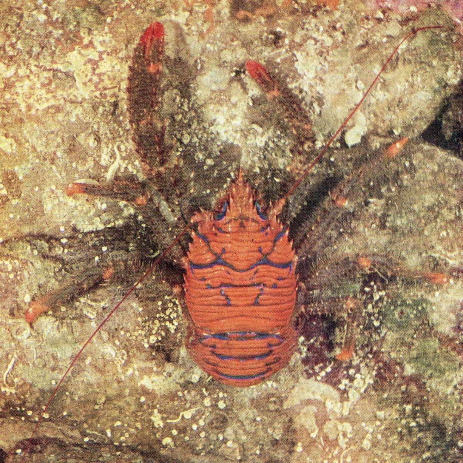1959 Squat Lobster Underwater Marine Print - Red Crustacean Ocean Life - Scientific Illustration - D.P. Wilson - Sea Creatures - 5 x 8.25 in - Image 1