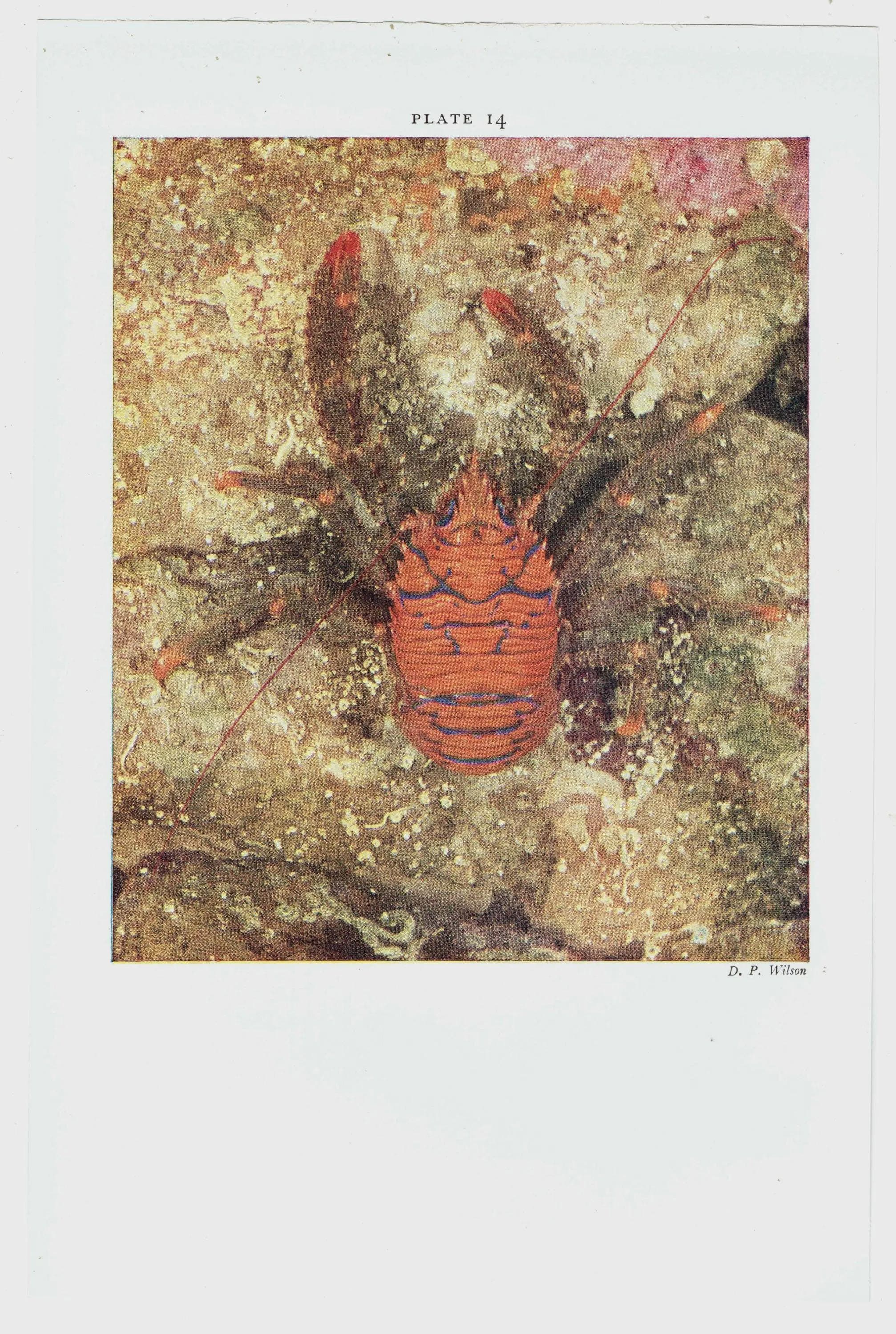 1959 Squat Lobster Underwater Marine Print - Red Crustacean Ocean Life - Scientific Illustration - D.P. Wilson - Sea Creatures - 5 x 8.25 in - Image 3