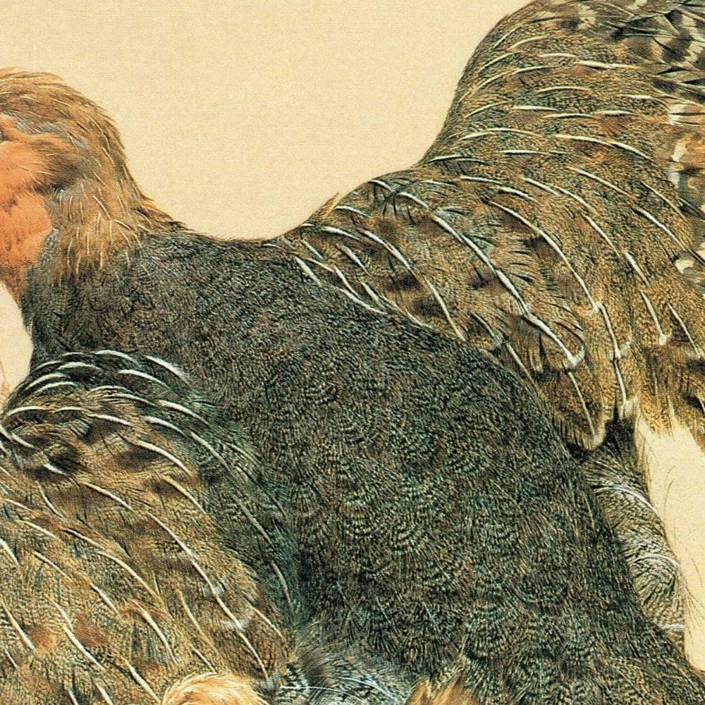 1981 Grey Partridge Perdix Perdix- Maurice Pledger Game Birds - Original Vintage Wildlife Art Print - 11.5 x 16.5 in - Image 4