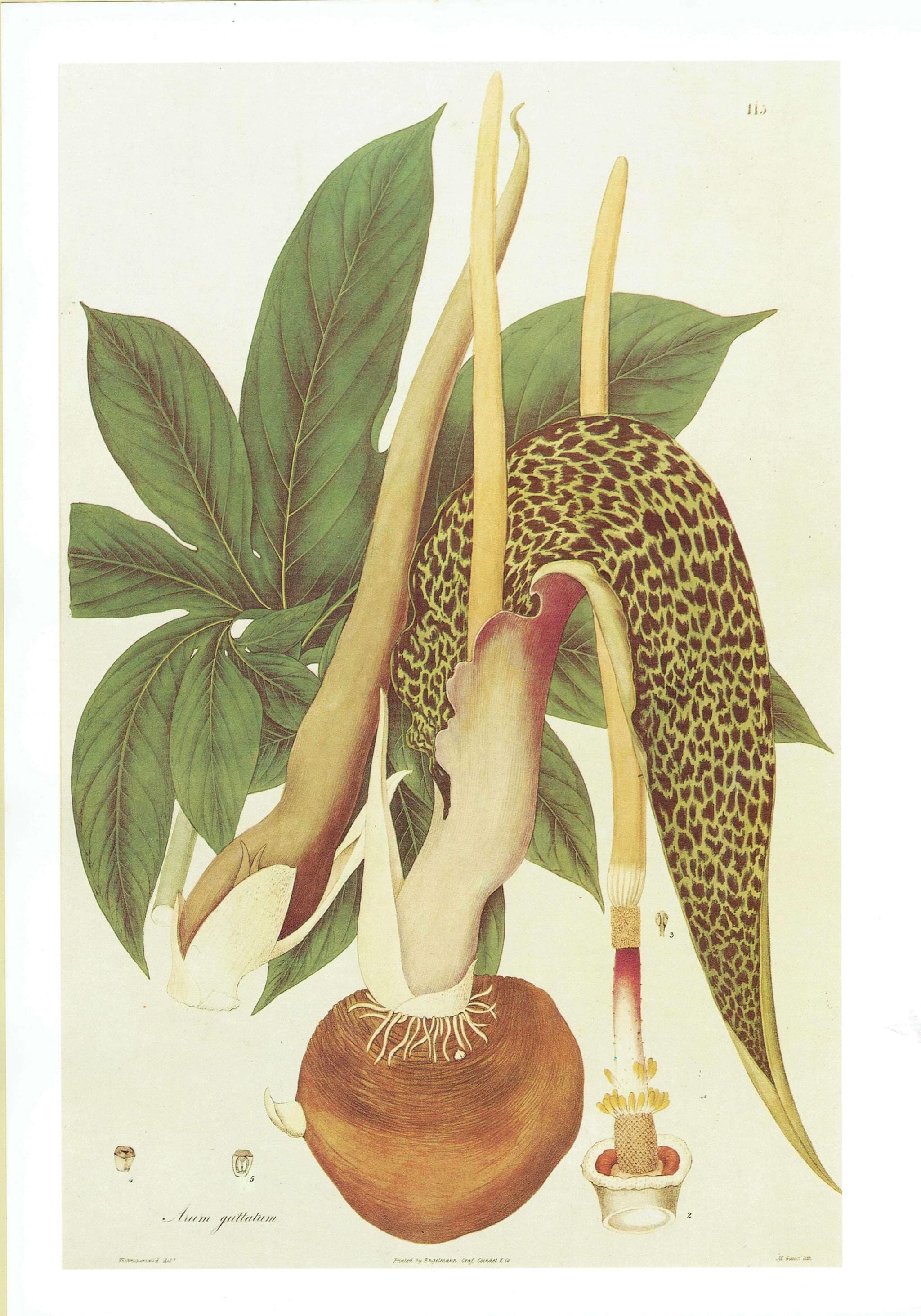 1984 Spotted Arum Lily - Original Vintage Botanical Print By Wallich - Arum Guttatum Plantae Exotic Flower Study Wall Art - 10 x 14 in - Image 2