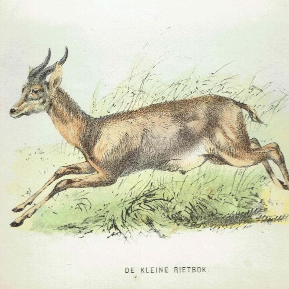 1864 Grey Rhebok & Small Reedbuck Print - Hand-Coloured Antelope Engraving - Vintage Wildlife Art - 6.5×9.5 in - Image 3