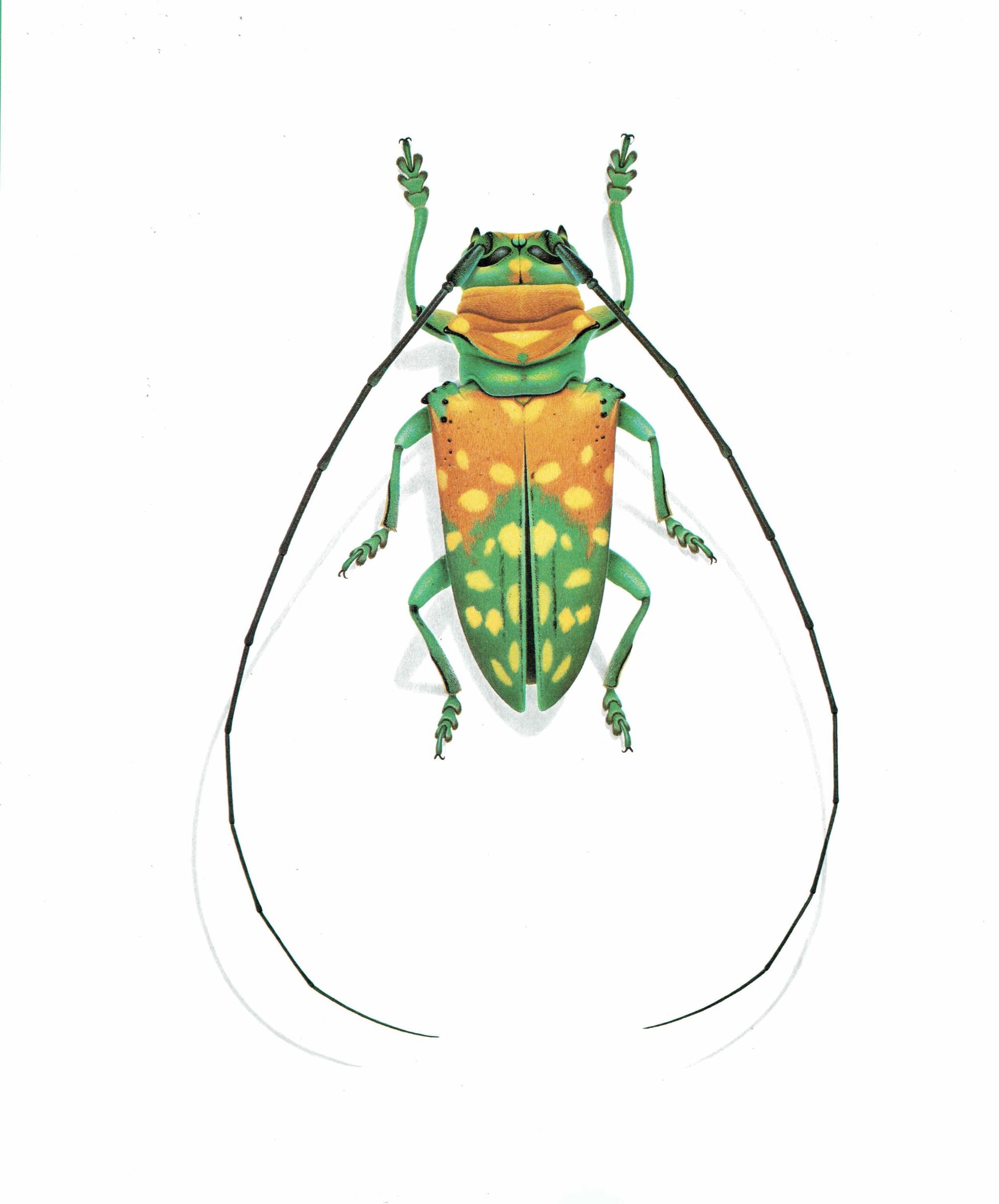 1986 Longhorn Beetle Sternotomis Variabilis Print - Durin Bernard Les Insectes - Scientific Picture - Quedenfeldt Entomology - 11 x 13 in - Image 3