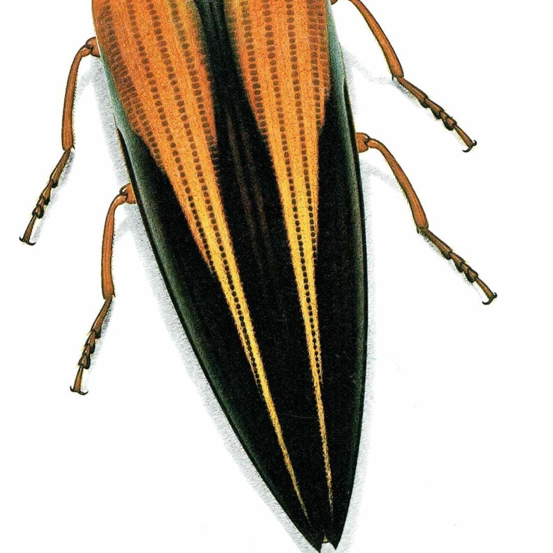1986 Click Beetle Semiotus Intermedius Print - Durin Bernard Les Insectes Scientific Illustration - Herbst Entomology - 11 x 13 in - Image 5