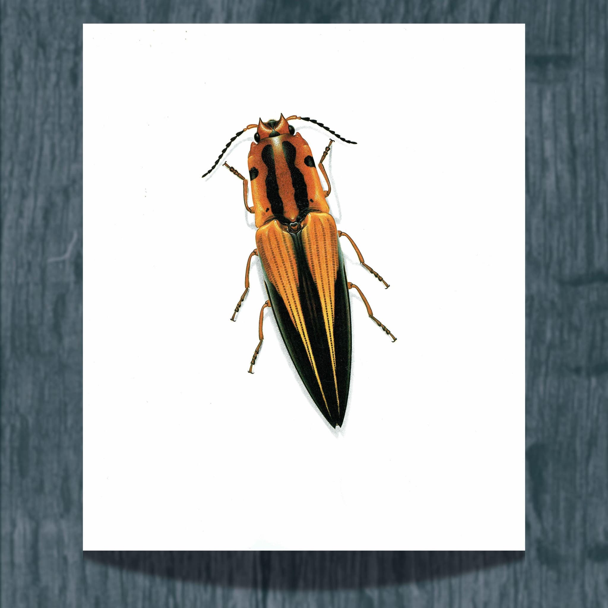 1986 Click Beetle Semiotus Intermedius Print - Durin Bernard Les Insectes Scientific Illustration - Herbst Entomology - 11 x 13 in - Image 2
