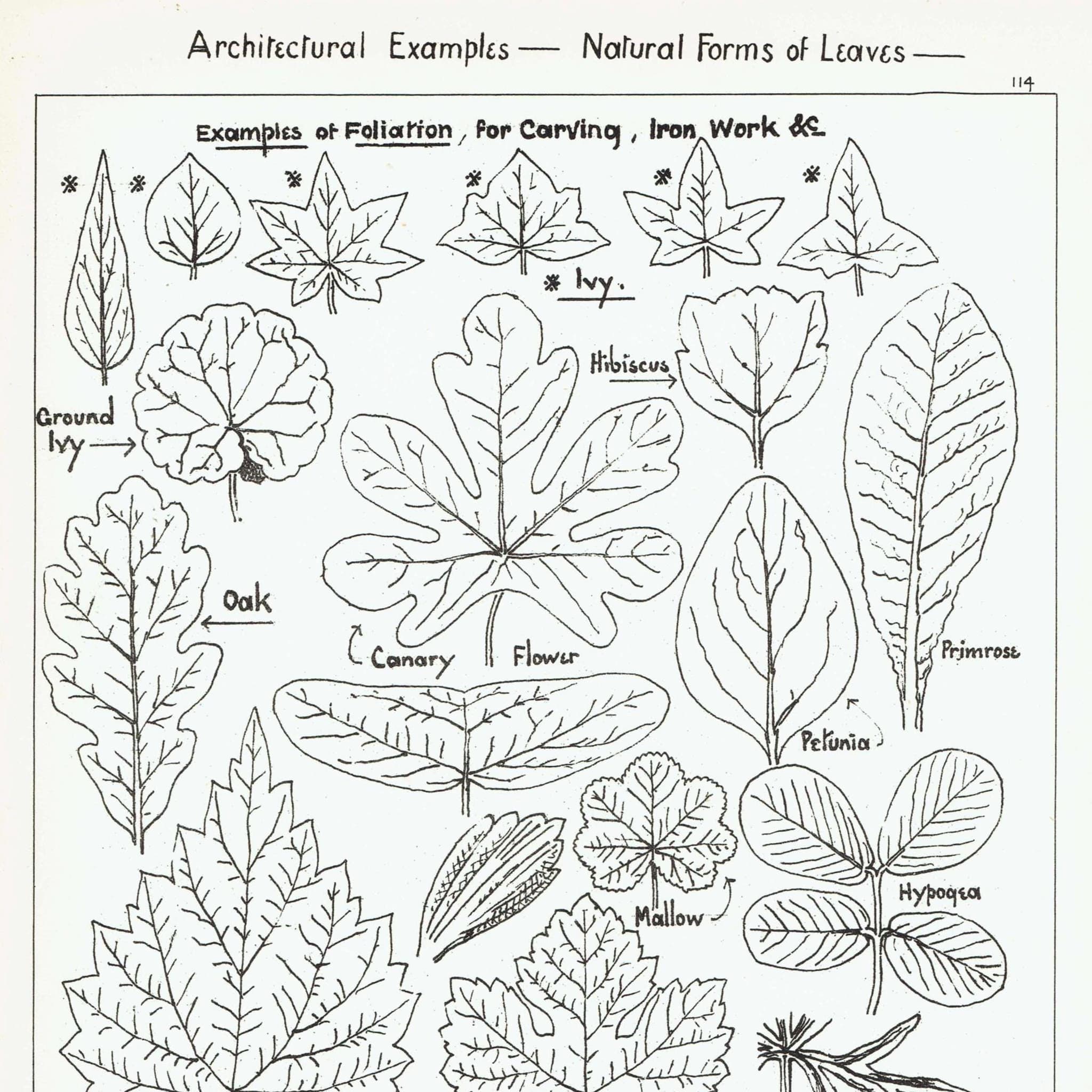 1898 Architectural Leaf Studies Print - Ivy, Oak, Holly, Mallow, Vine & Decorative Botanical Motifs - Antique Design Plate - 8 x 10.75 in - Image 2