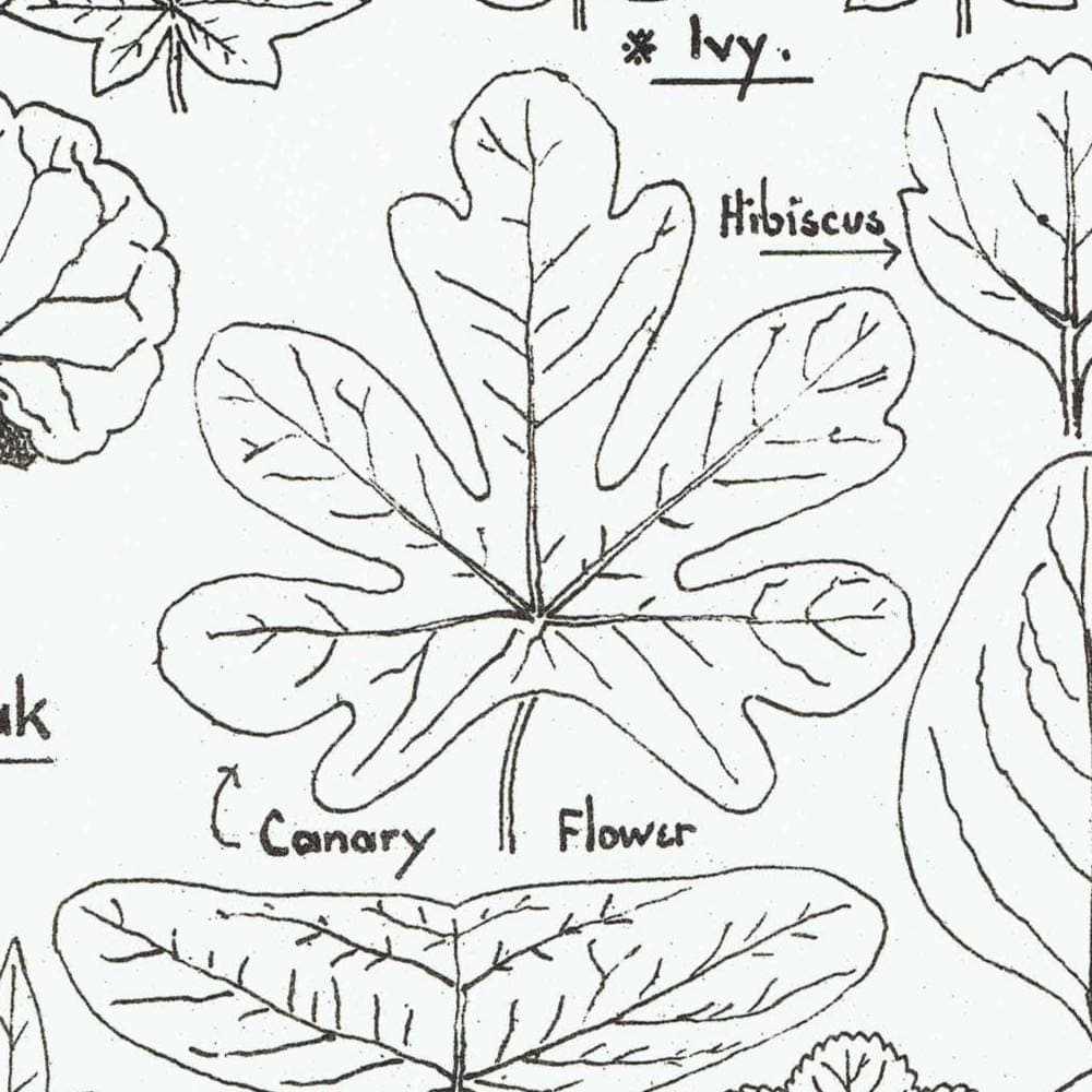 1898 Architectural Leaf Studies Print - Ivy, Oak, Holly, Mallow, Vine & Decorative Botanical Motifs - Antique Design Plate - 8 x 10.75 in - Image 3
